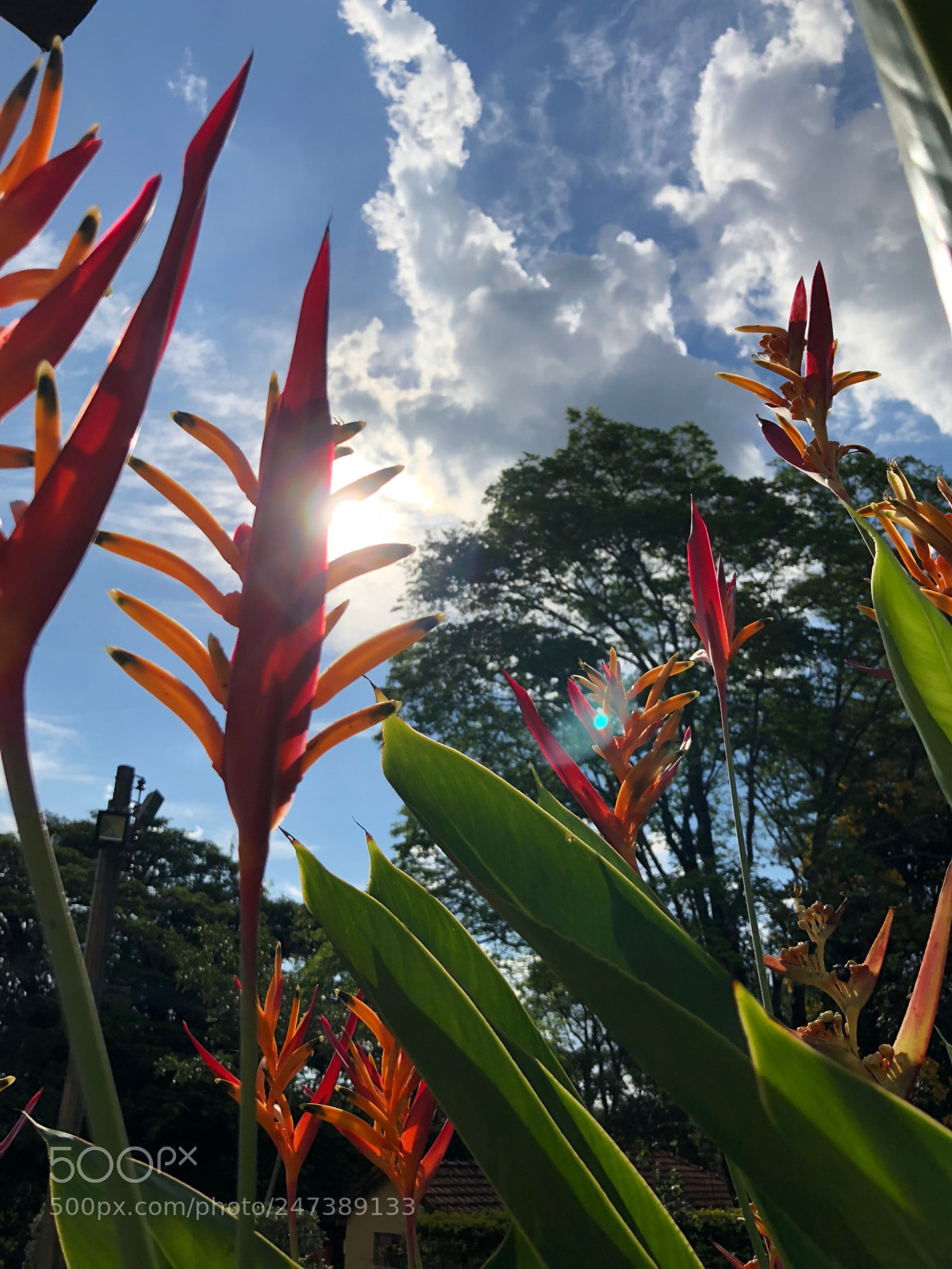 Apple iPhone 8 sample photo. Brazilian flower photography
