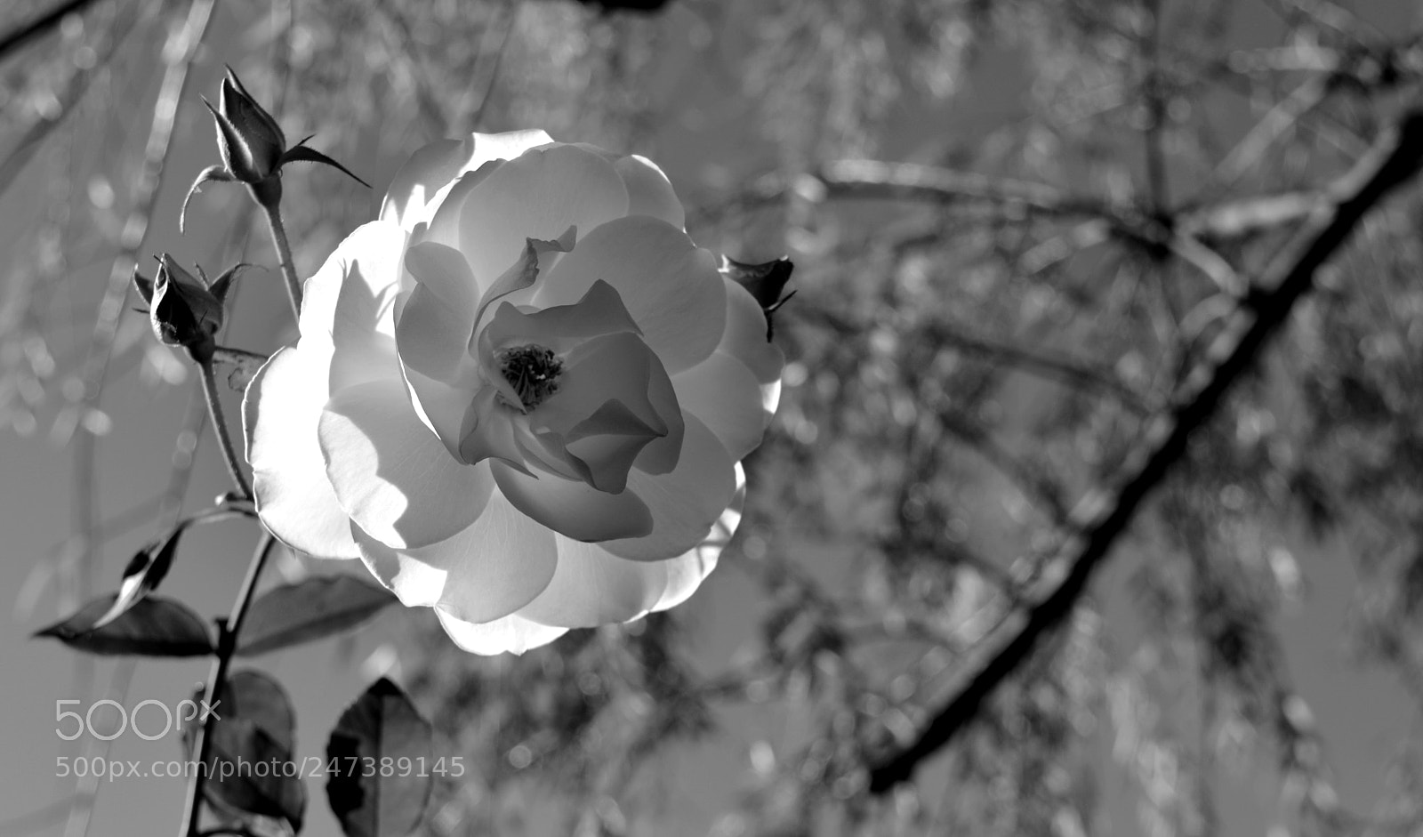 Nikon D5200 sample photo. Rose blanche nb photography