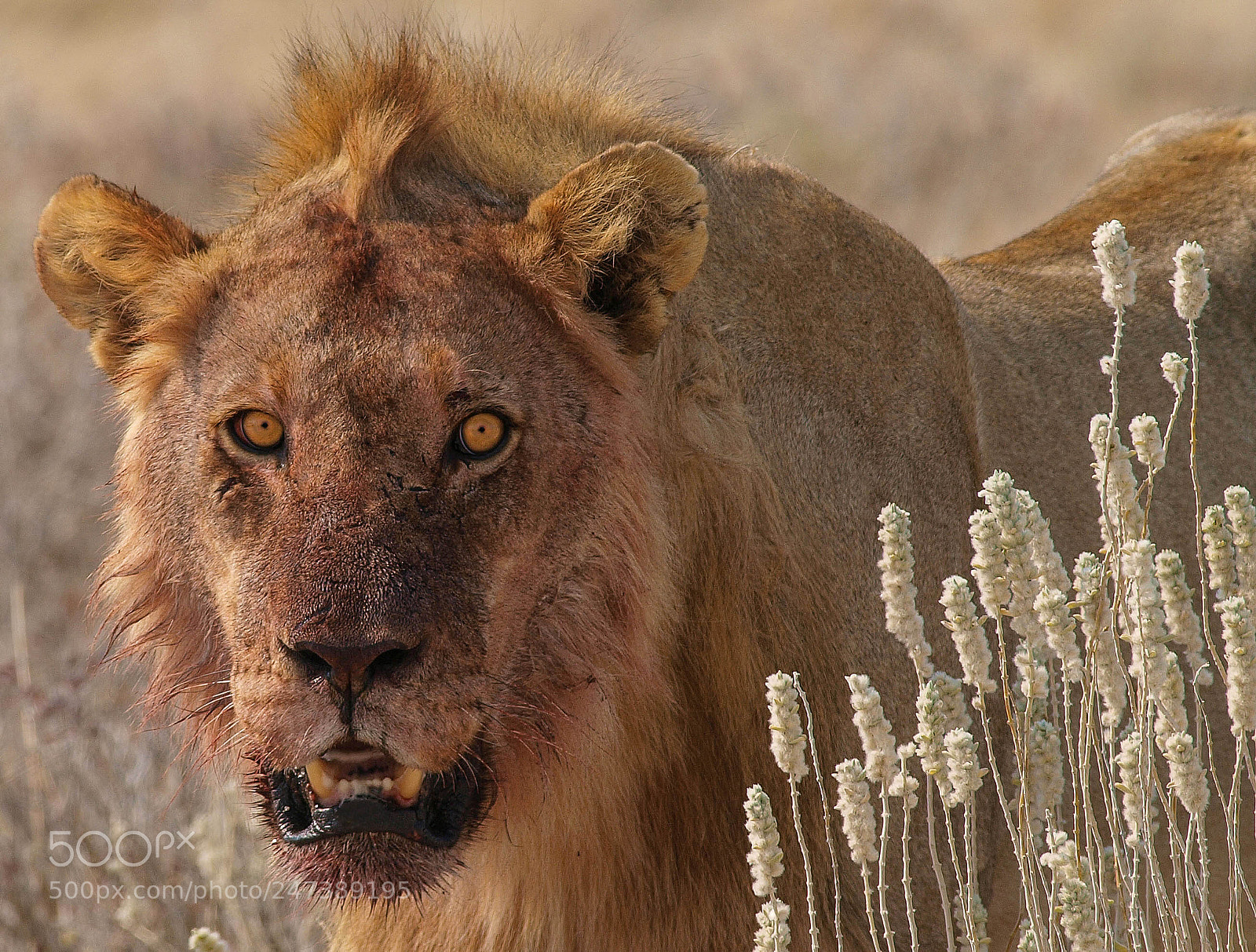 Olympus E-3 sample photo. Young male lion, already photography