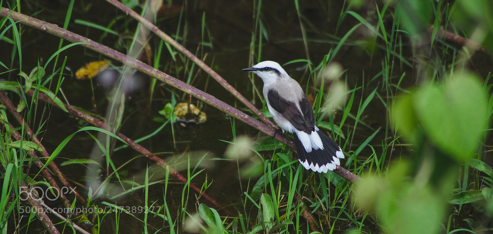 Nikon D90 sample photo. Fluvicola nengeta - back photography