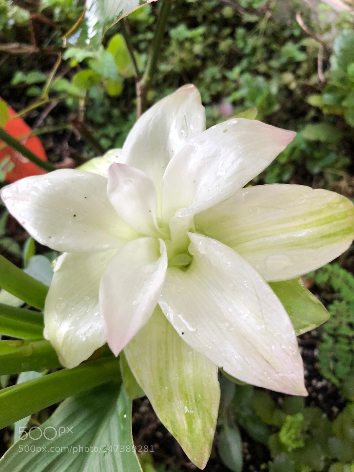 Apple iPhone 8 sample photo. Ginger flower photography