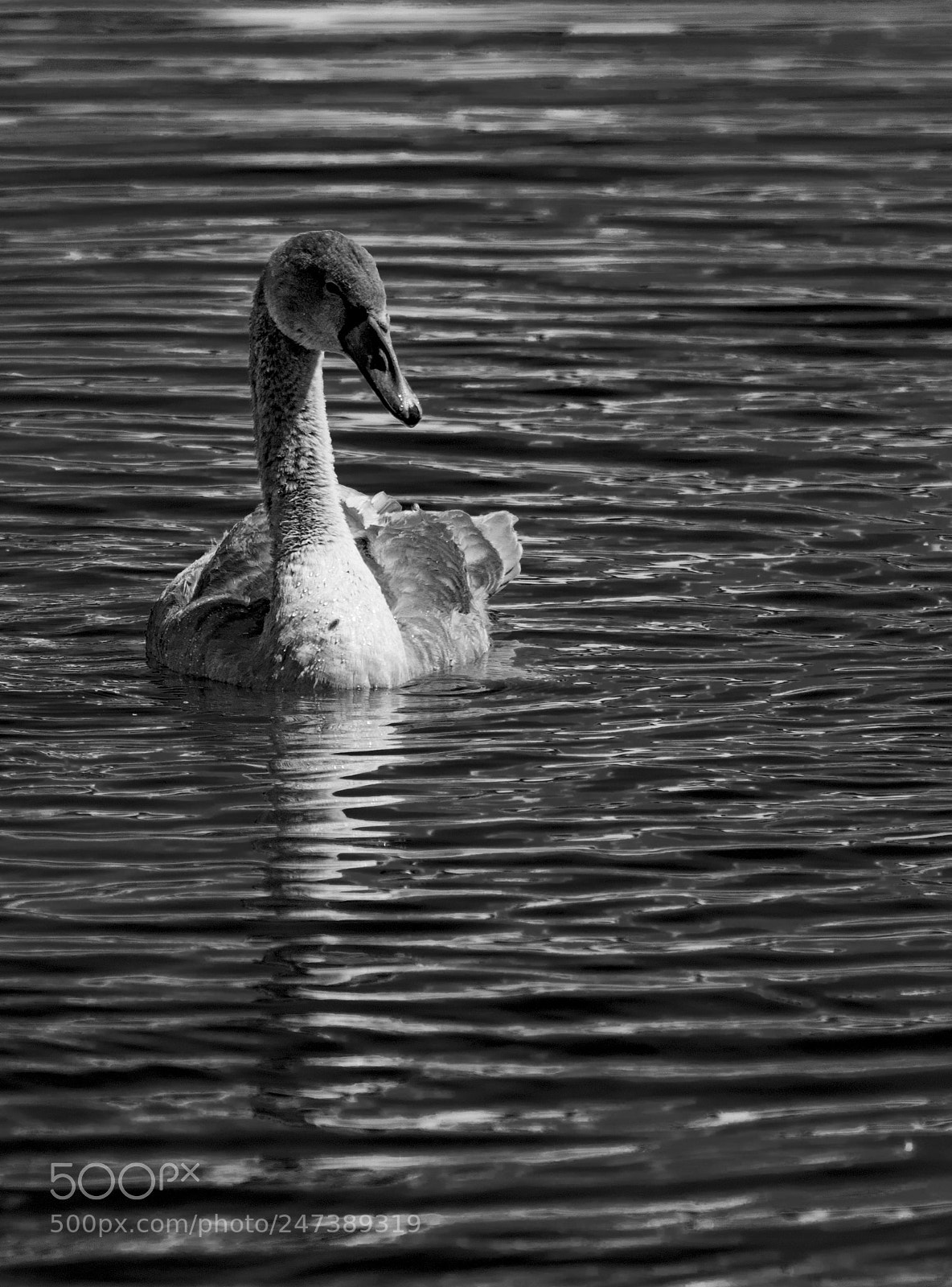 Nikon D300 sample photo. Swan photography
