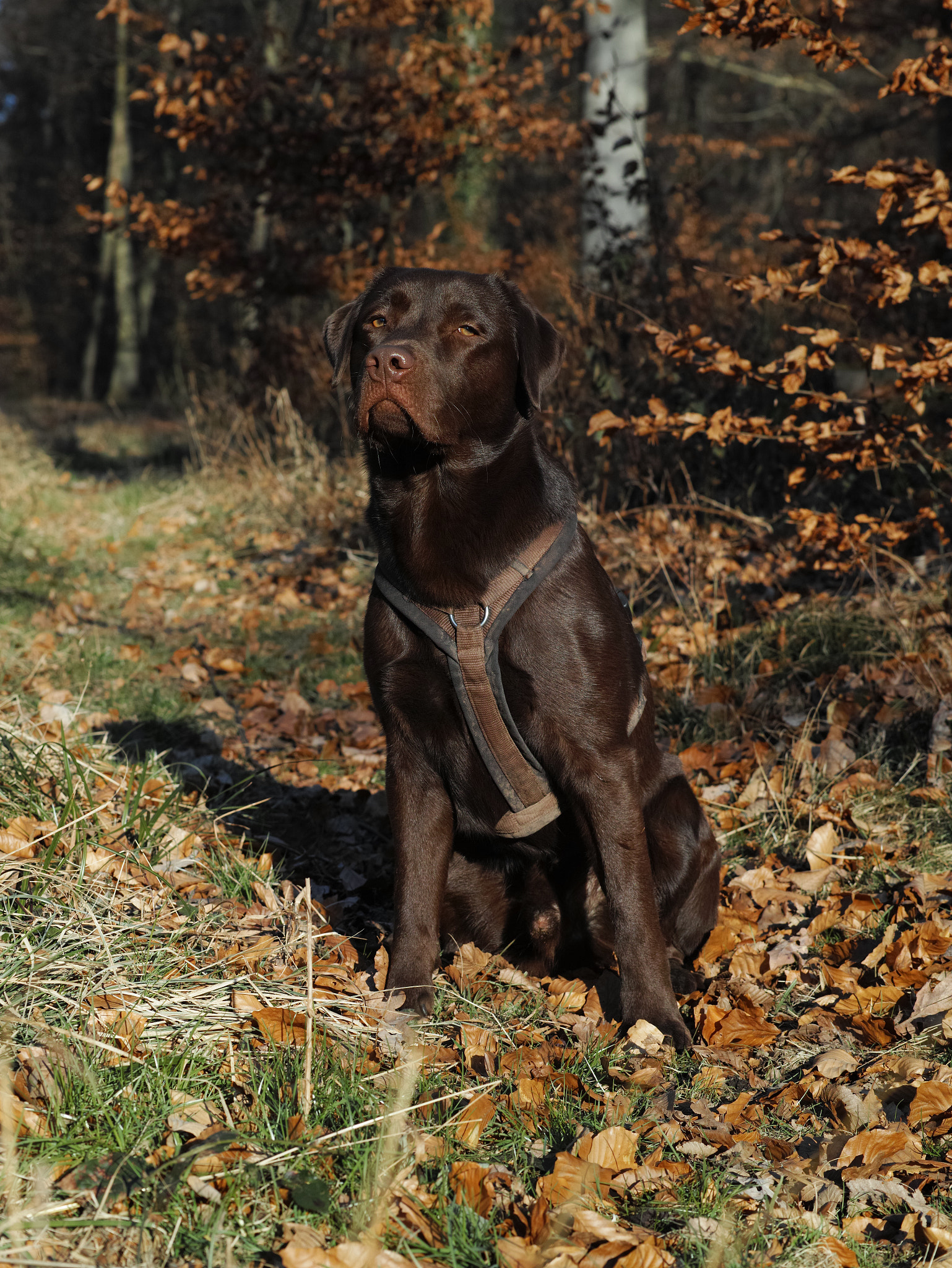 Sigma dp3 Quattro sample photo. Labrador photography
