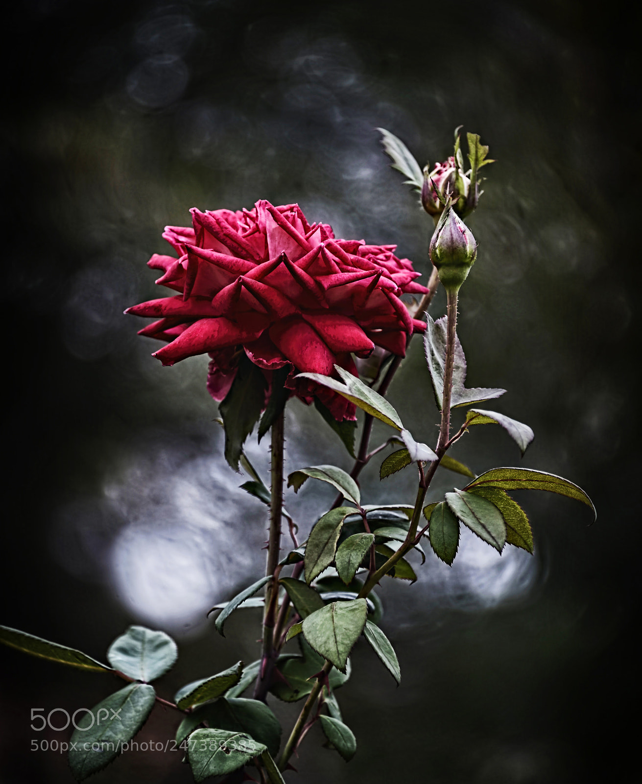 Nikon D800E sample photo. I will survive photography
