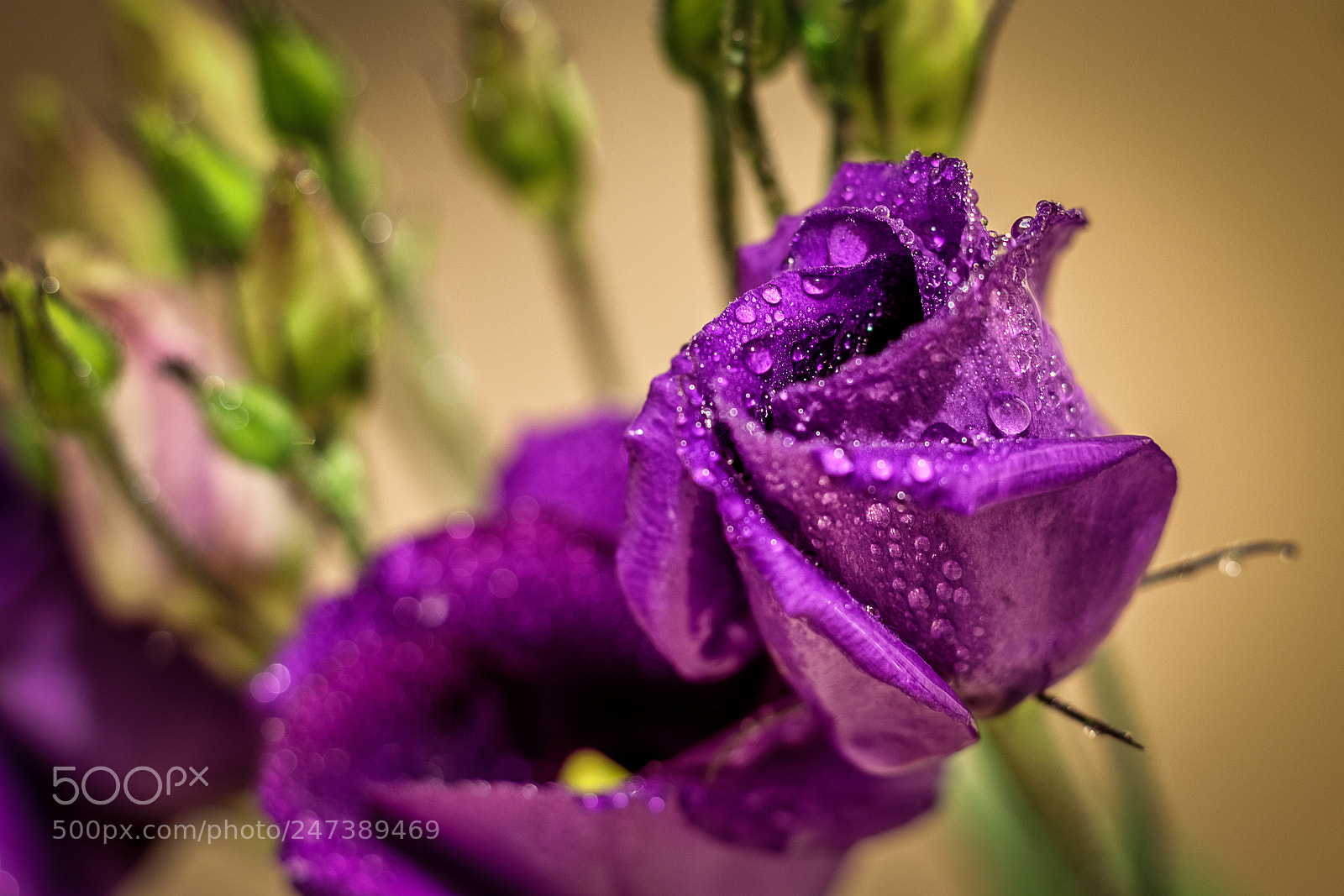 Canon EOS 200D (EOS Rebel SL2 / EOS Kiss X9) sample photo. Lisianthus photography