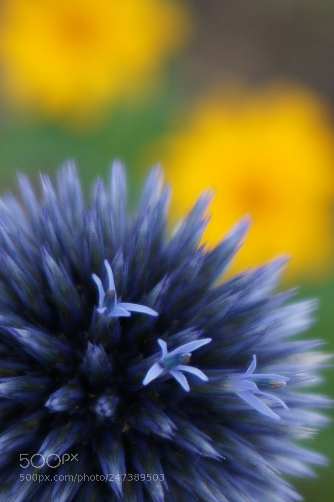 Sony Alpha NEX-3N sample photo. Bloomy contrast photography