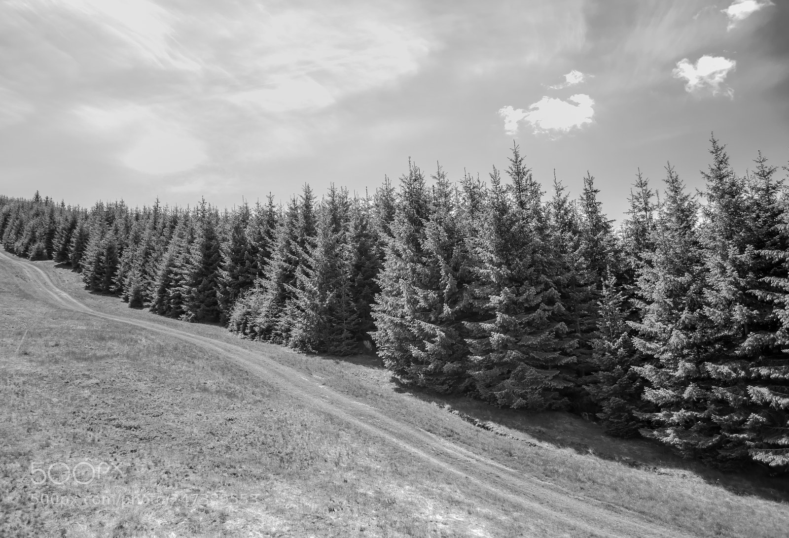 Nikon D5000 sample photo. Dancing trees photography