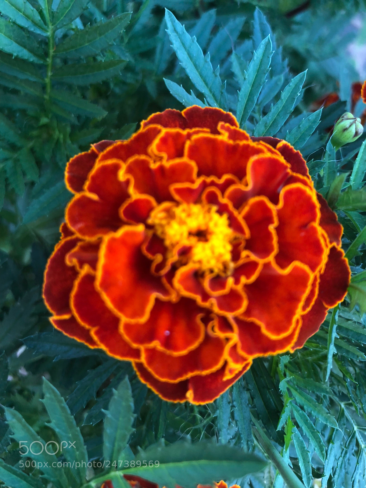 Apple iPhone 8 sample photo. Brazilian flower photography