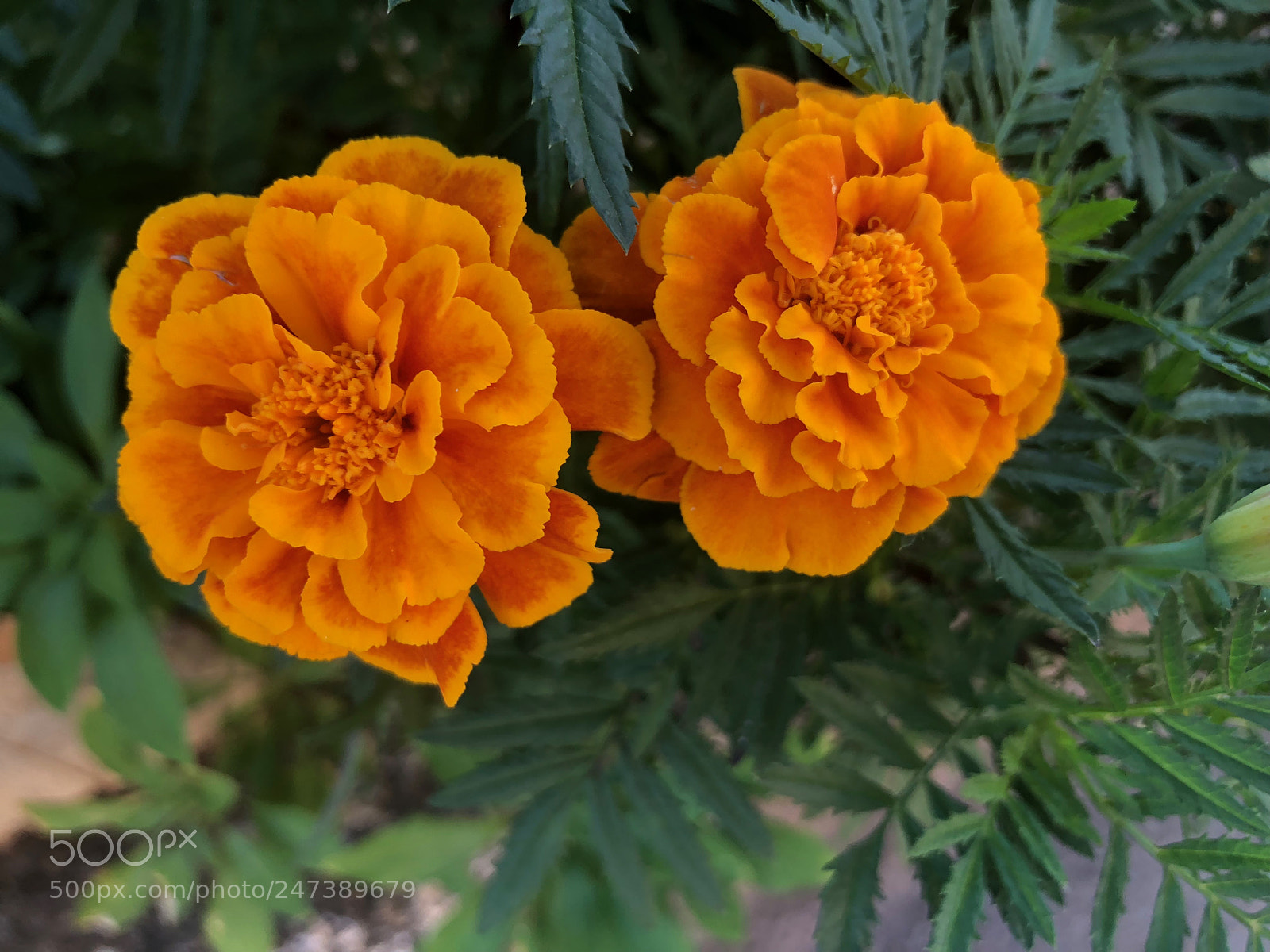 Apple iPhone 8 sample photo. Brazilian flower photography