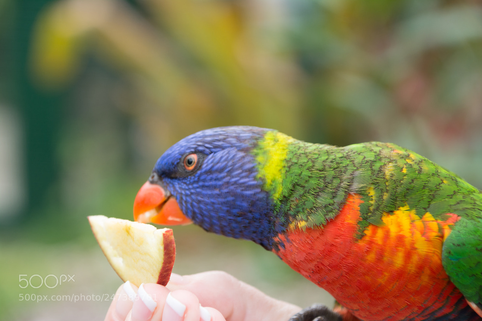 Nikon D7100 sample photo. _ces1764-2.jpg photography