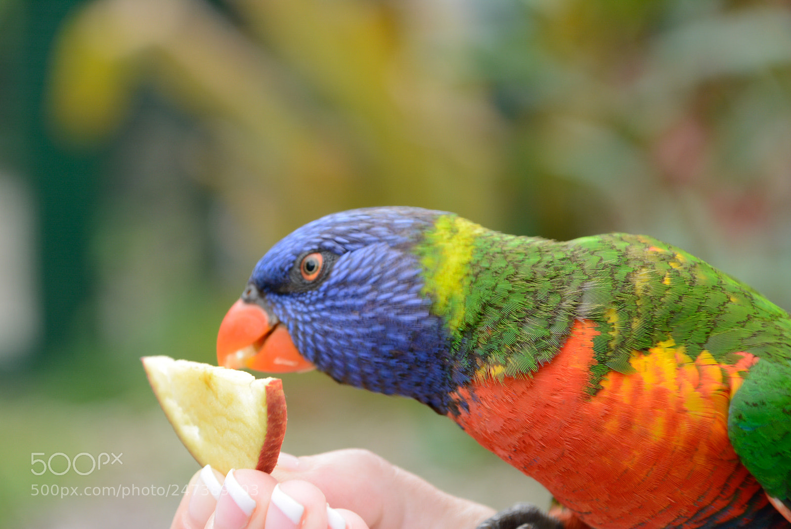 Nikon D7100 sample photo. Ces photography