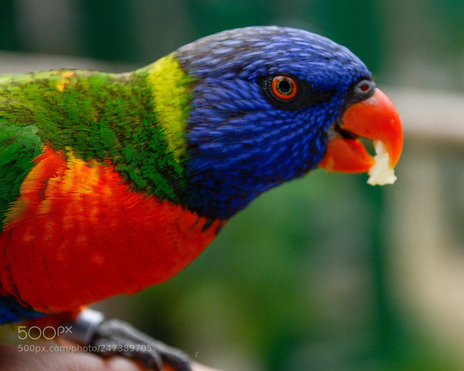 Nikon D7100 sample photo. Ces photography