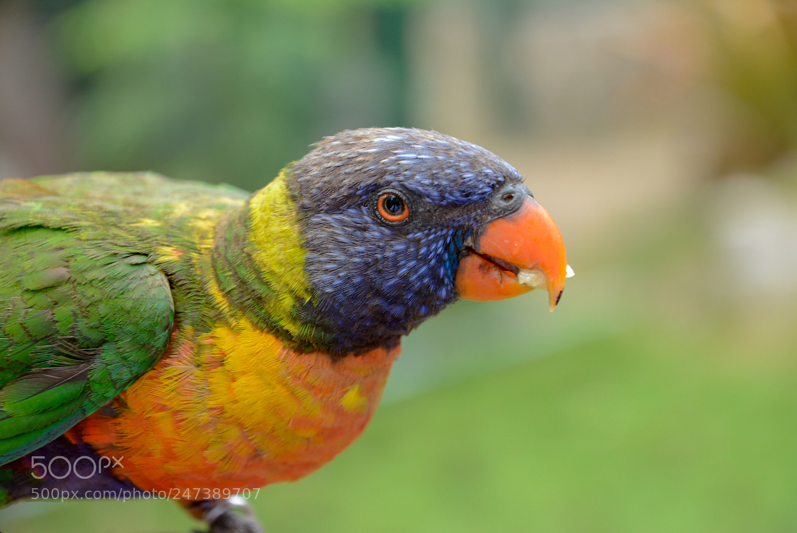Nikon D7100 sample photo. Ces photography
