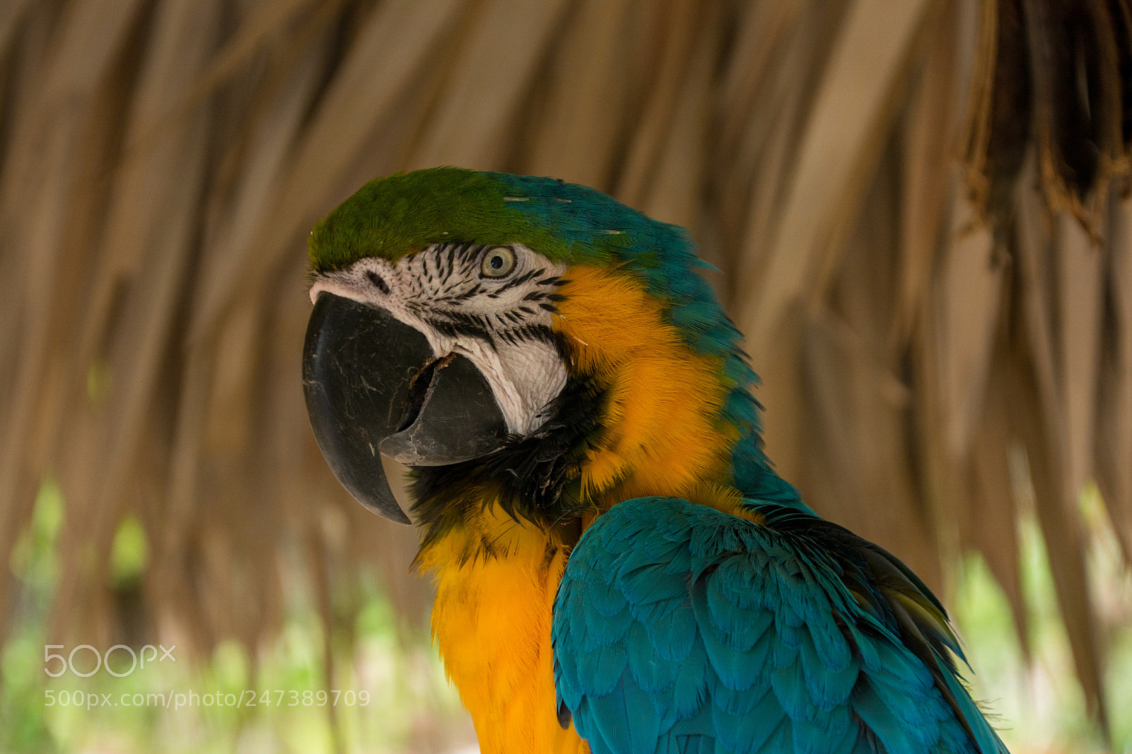 Nikon D7100 sample photo. Ces photography