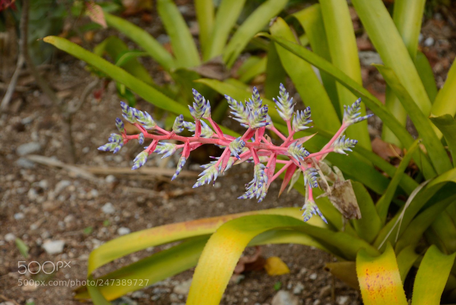 Nikon D7100 sample photo. Ces photography