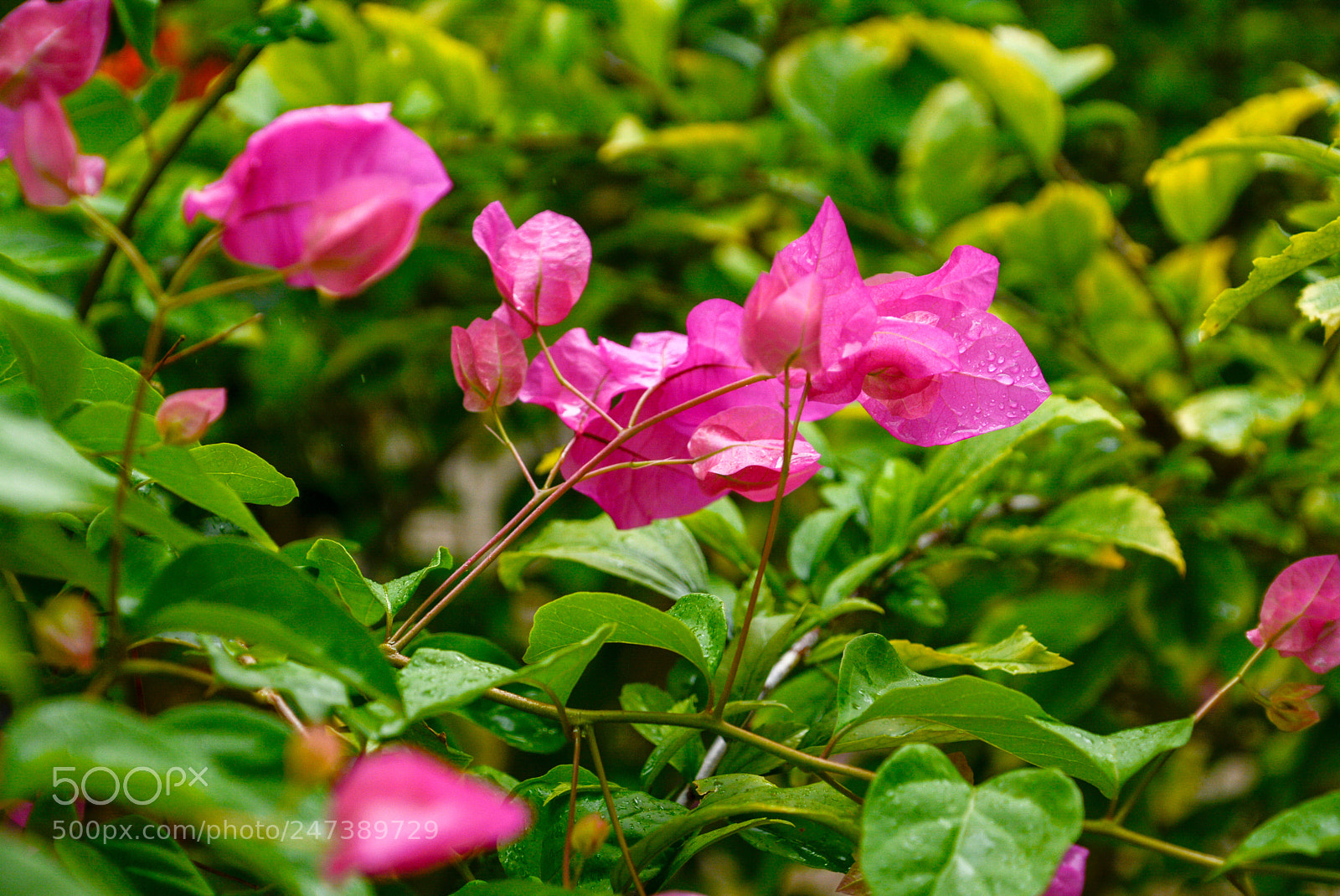 Nikon D7100 sample photo. Ces photography