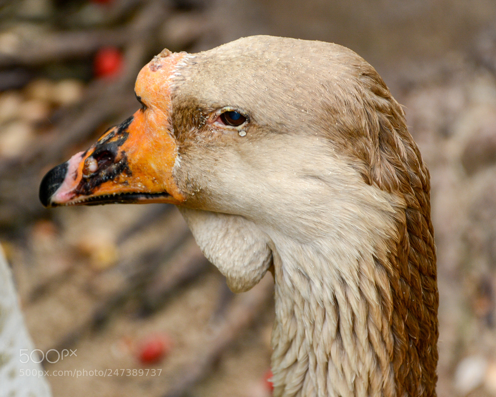 Nikon D7100 sample photo. Ces photography