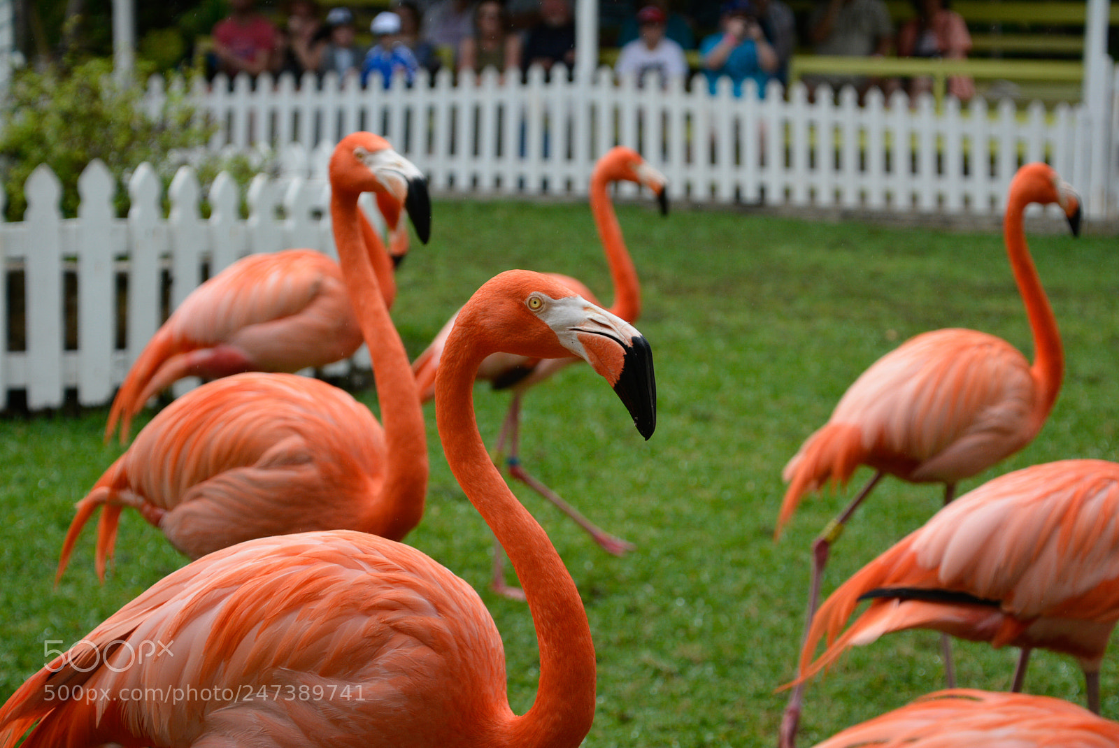 Nikon D7100 sample photo. Ces photography