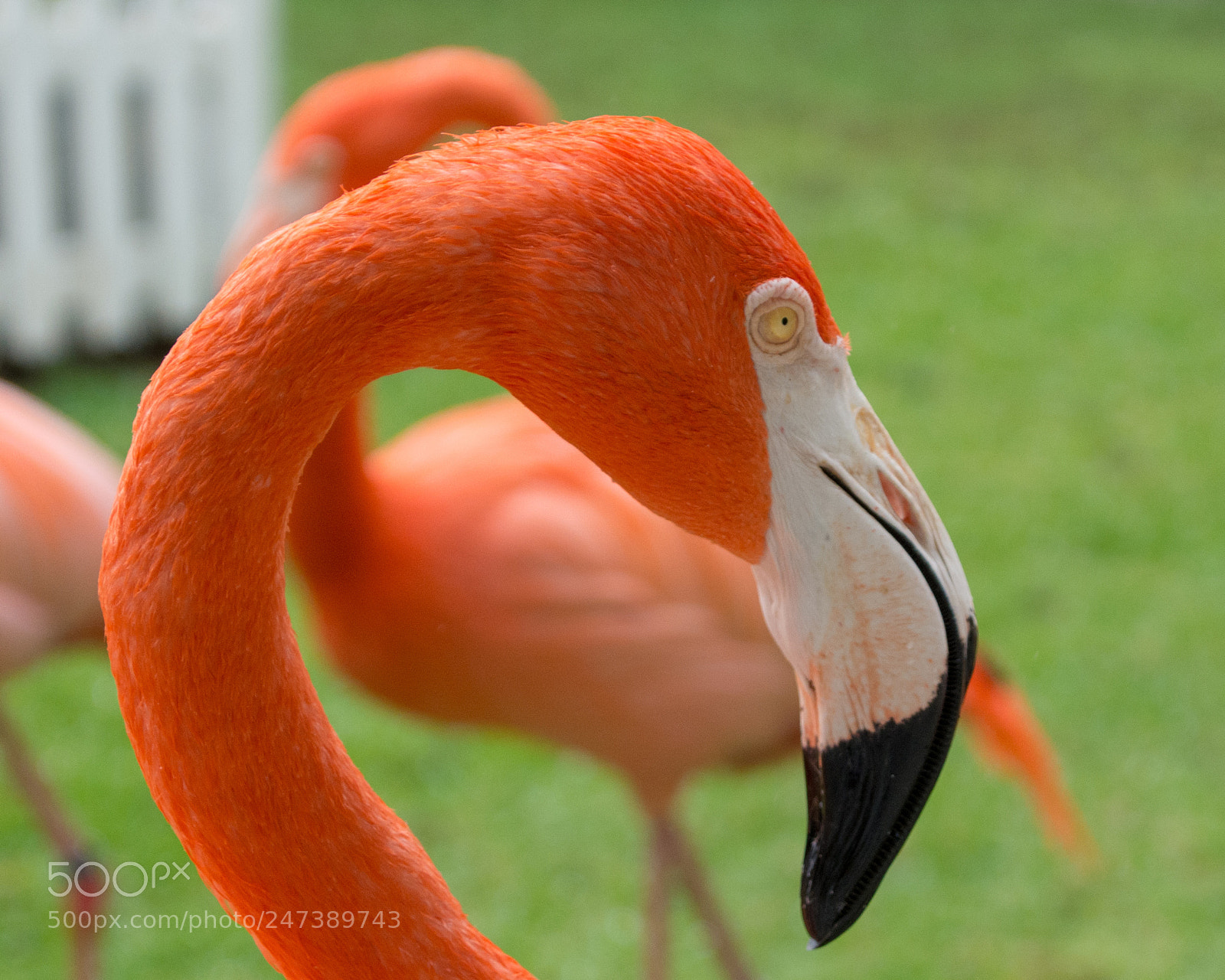 Nikon D7100 sample photo. Ces photography