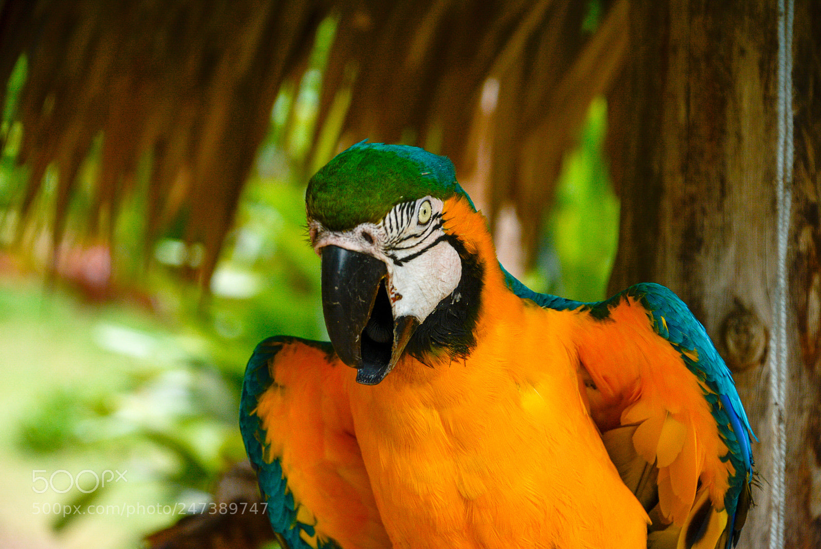 Nikon D7100 sample photo. Ces photography