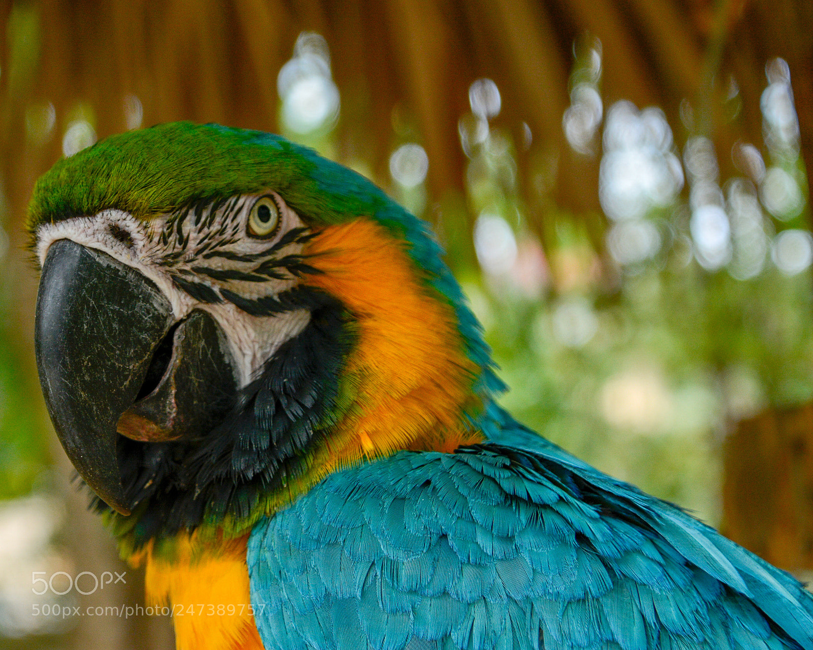 Nikon D7100 sample photo. Ces photography