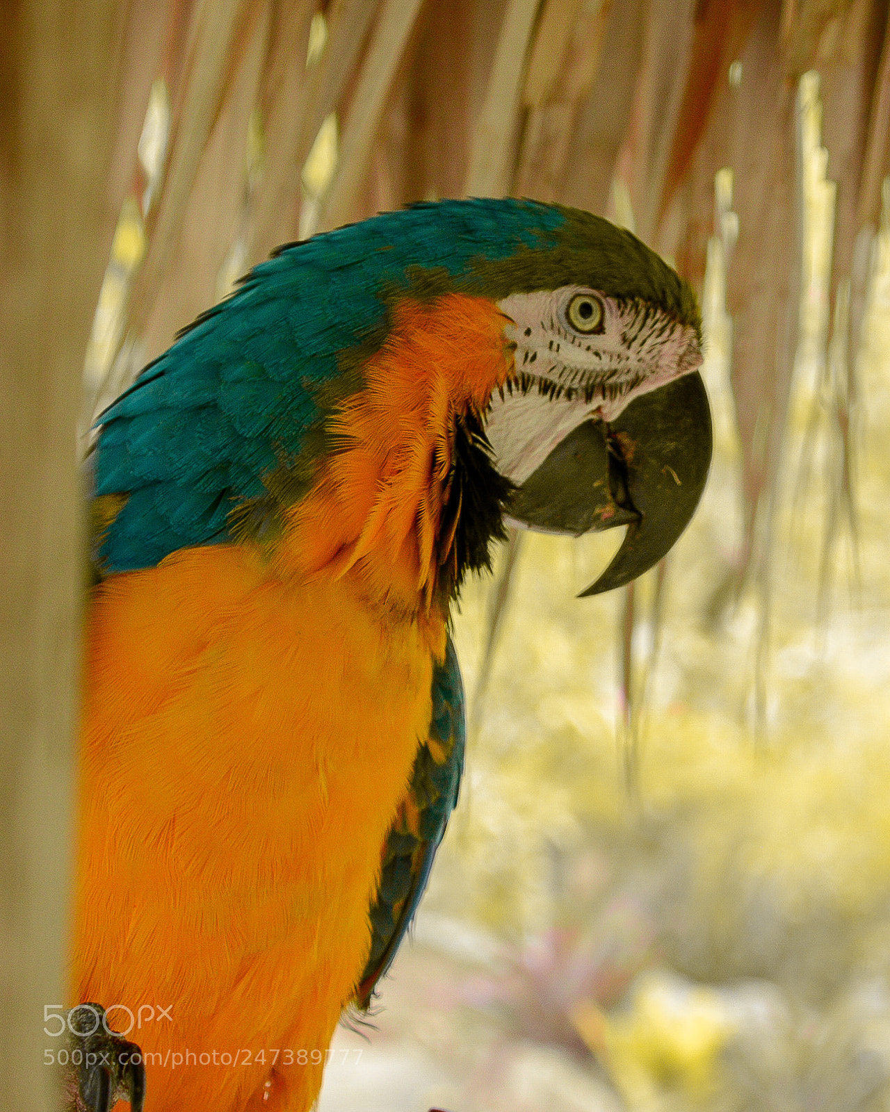 Nikon D7100 sample photo. Ces photography