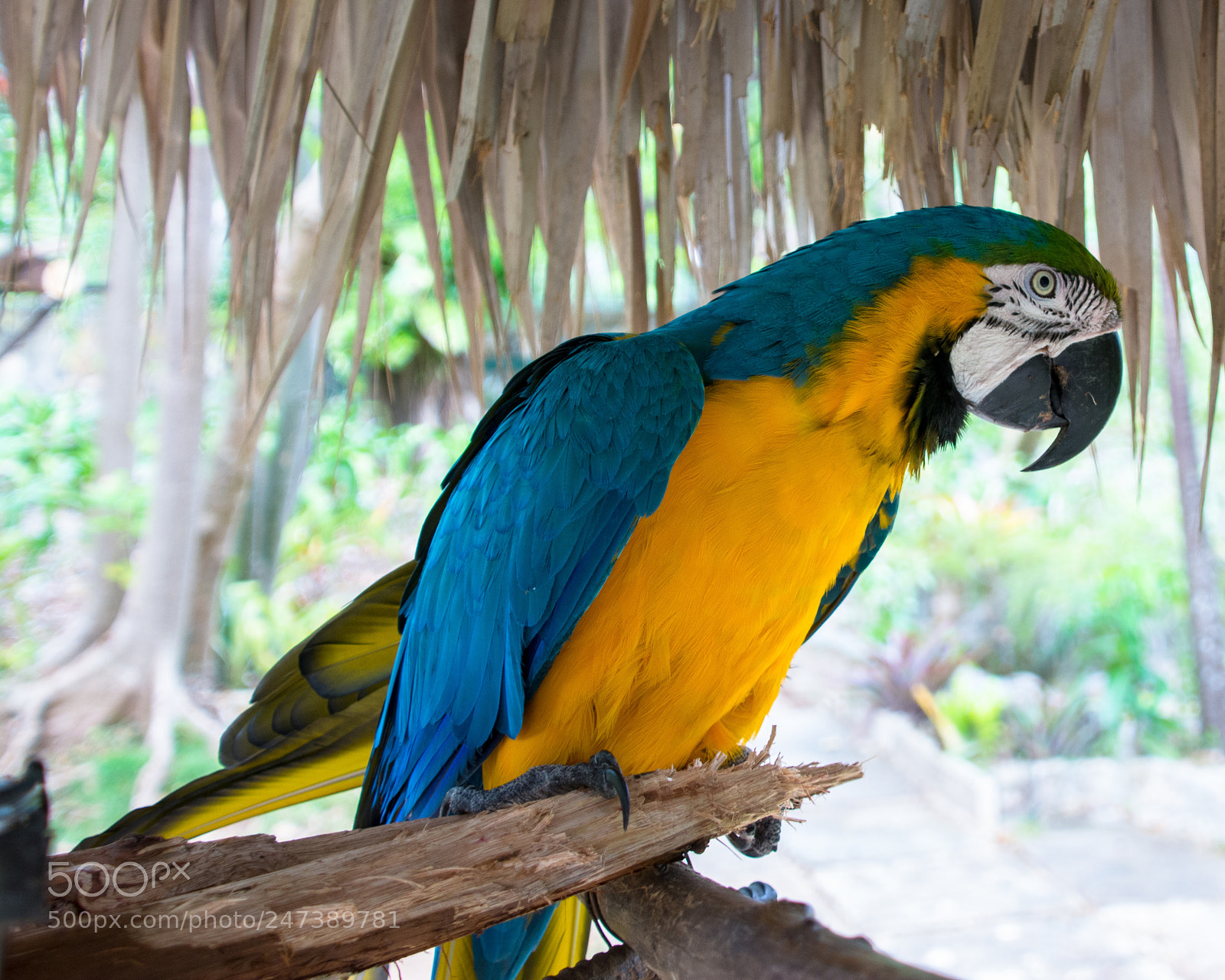 Nikon D7100 sample photo. Ces photography