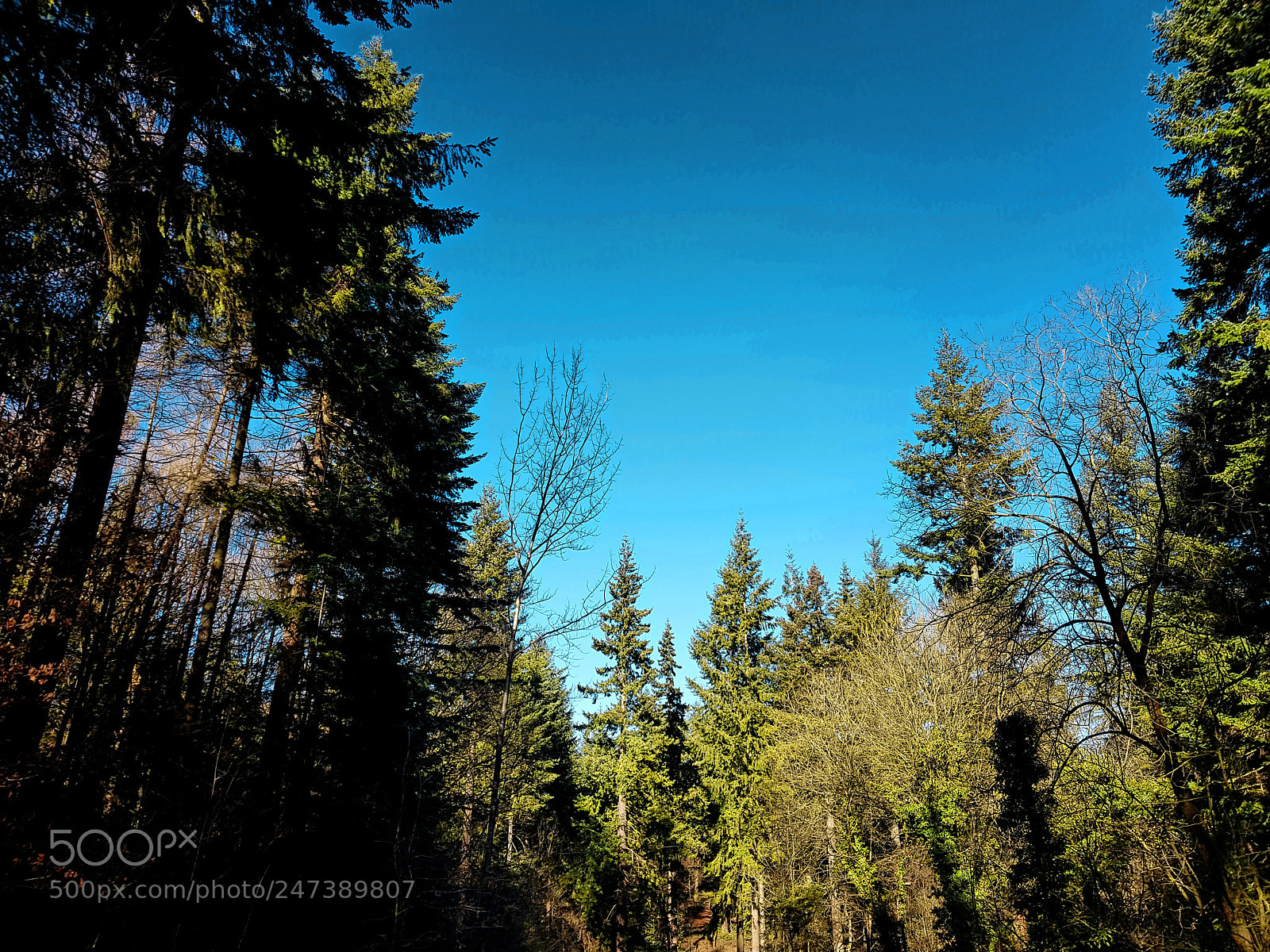Samsung Galaxy S8 sample photo. Wyre forest photography