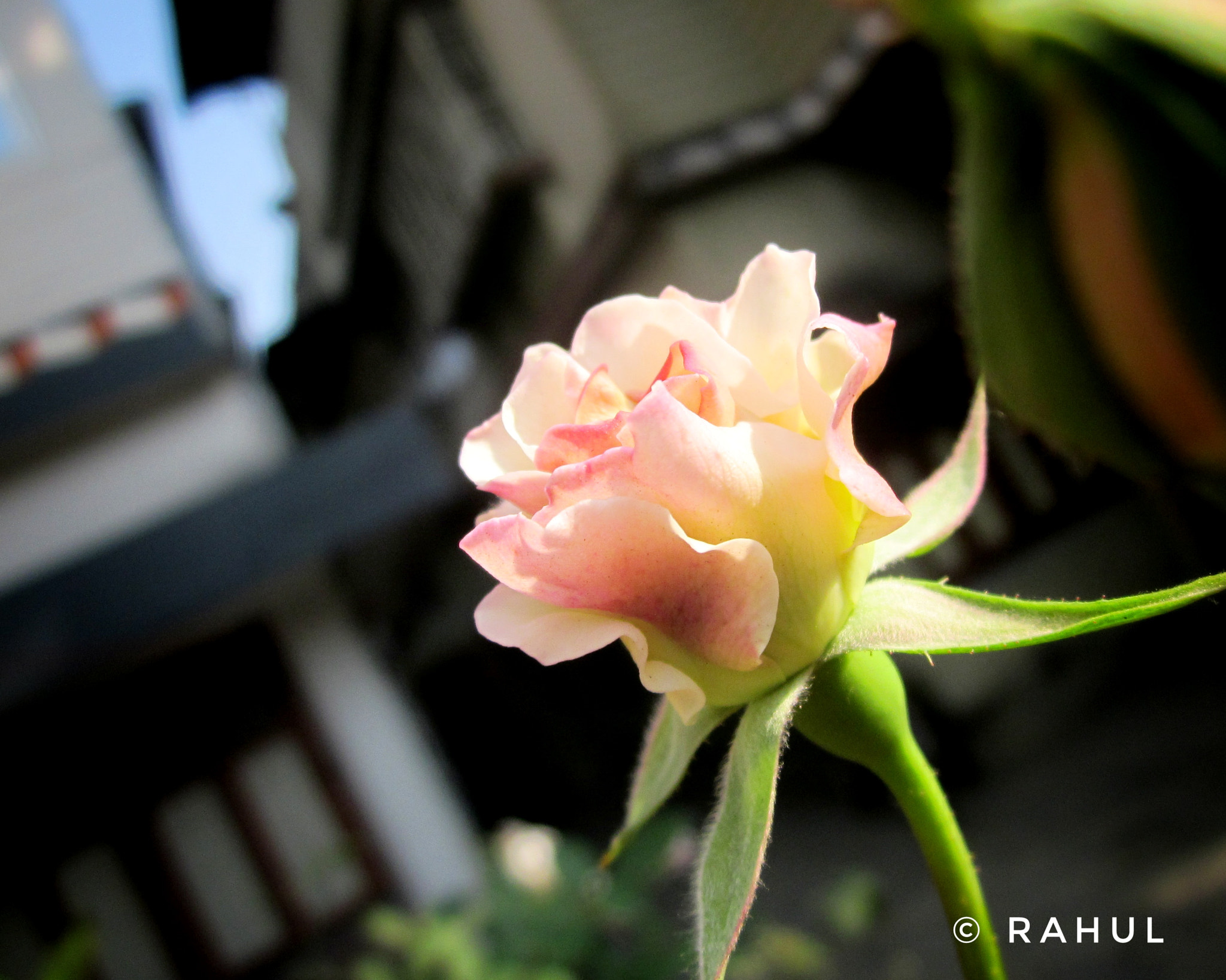 Canon PowerShot A1200 sample photo. Rose.......... photography