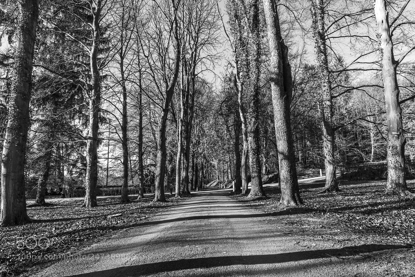 Nikon D800E sample photo. Une allée photography