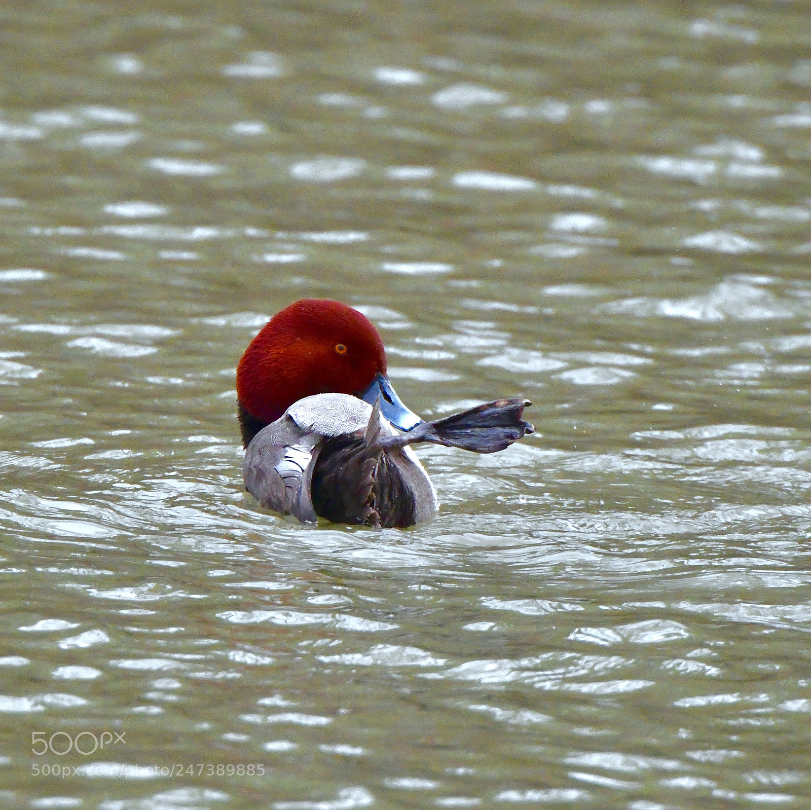 Nikon D850 sample photo. Redhead duck photography