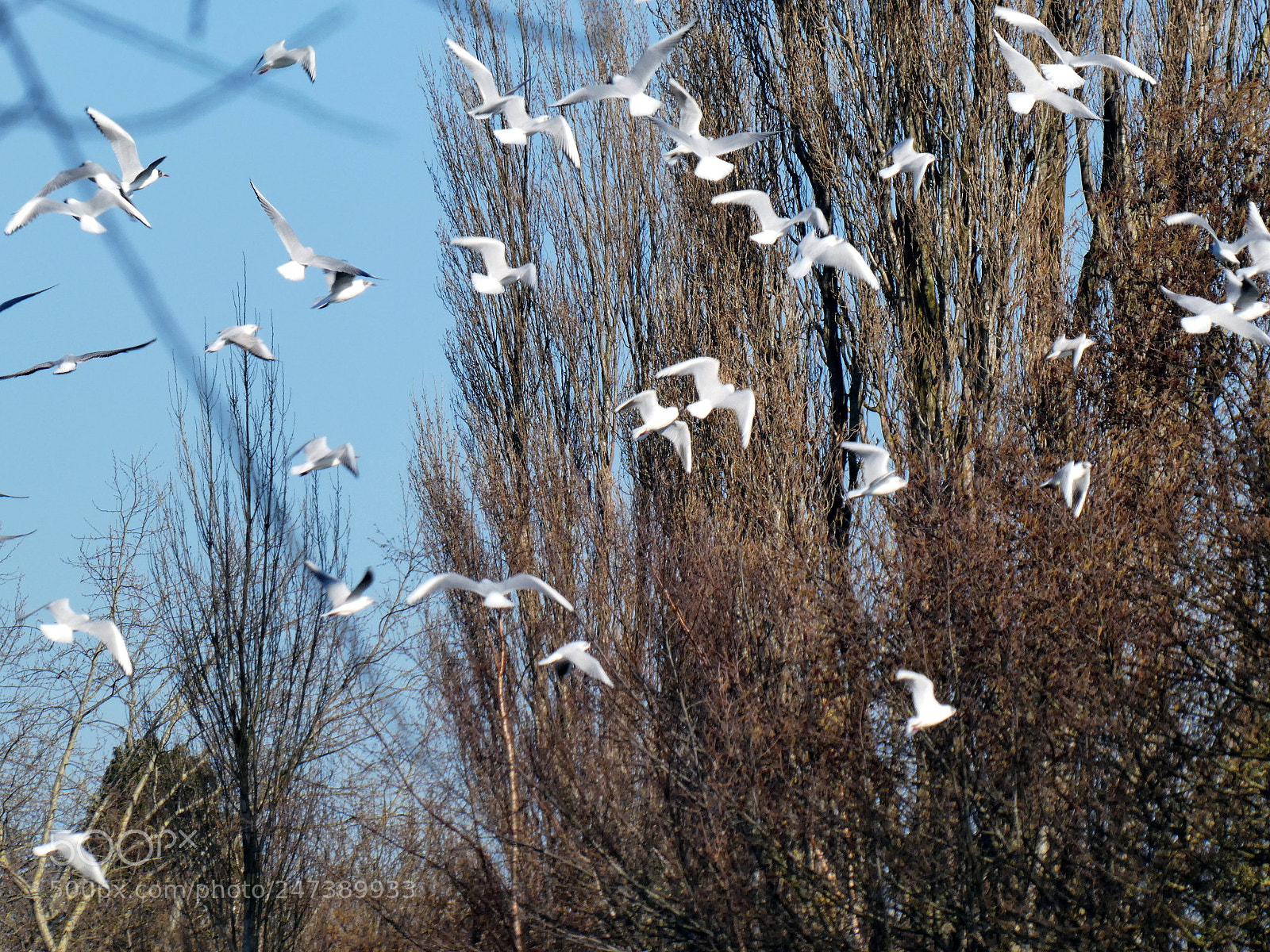 Panasonic DMC-TZ81 sample photo. Flying photography