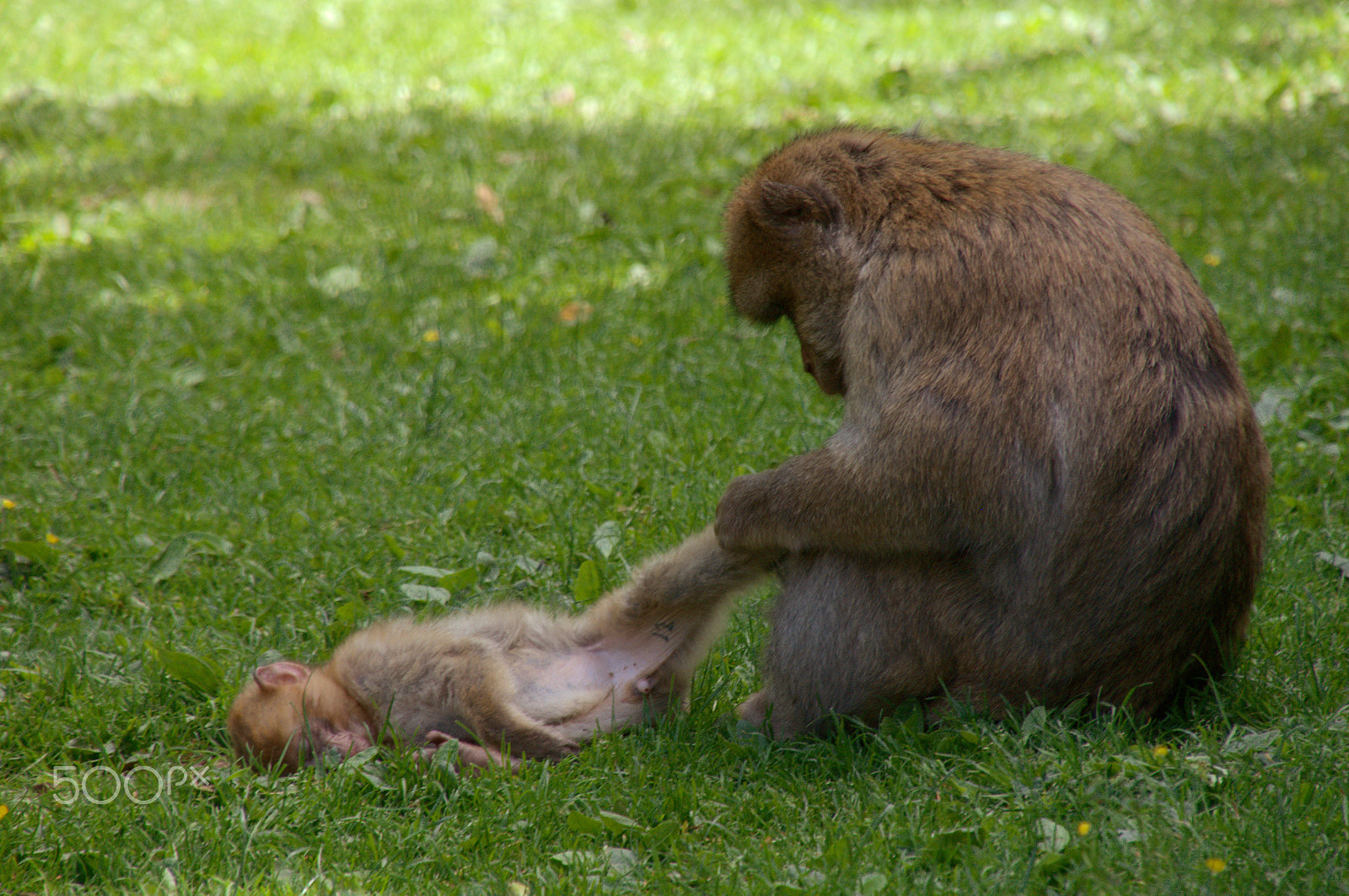 Nikon D300 sample photo. Motherhood photography