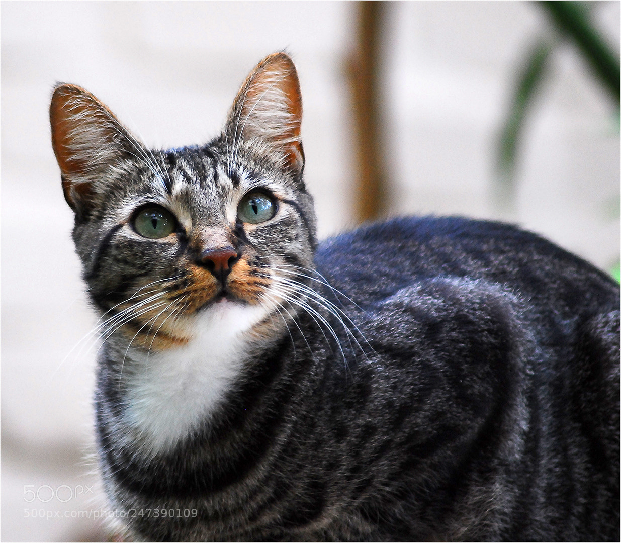 Nikon D200 sample photo. Curious cat photography