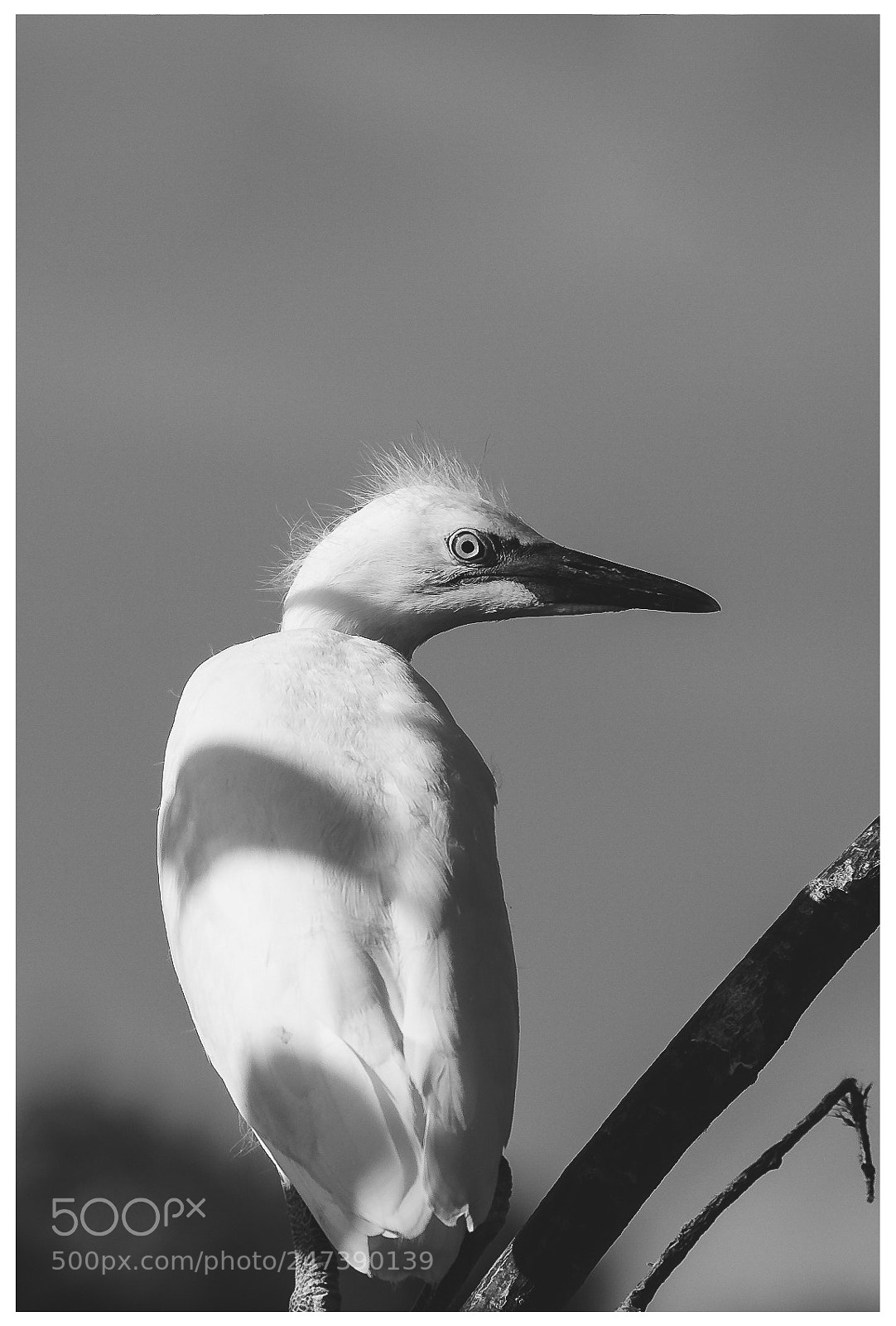 Fujifilm X-T10 sample photo. Summer bird 2 photography