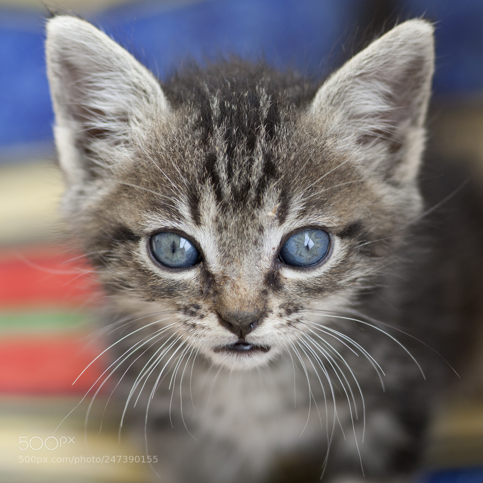 Canon EOS-1D Mark III sample photo. Blue eyes photography