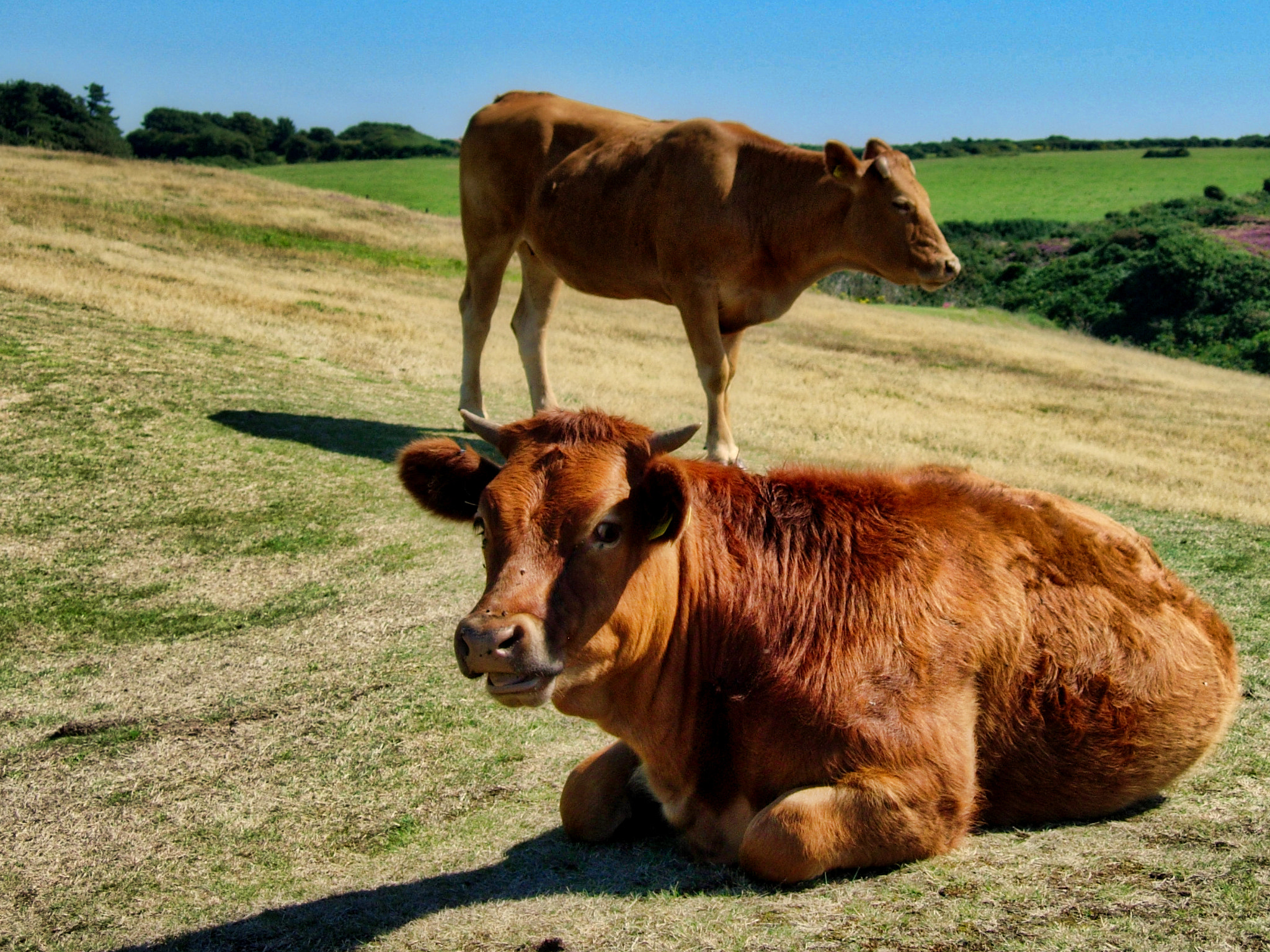 Nikon E5200 sample photo. Cows photography