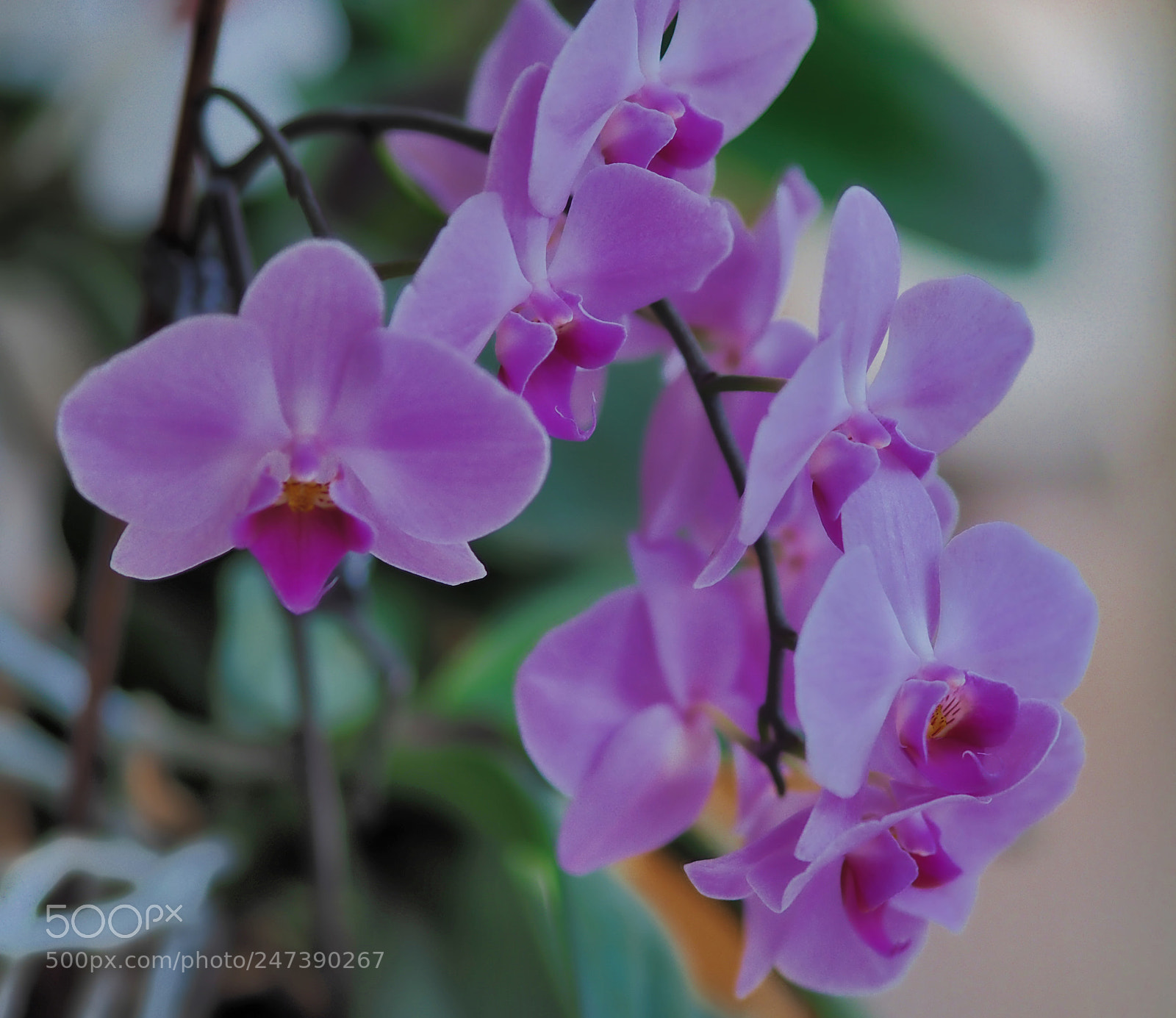 Olympus OM-D E-M1 sample photo. Orchids photography