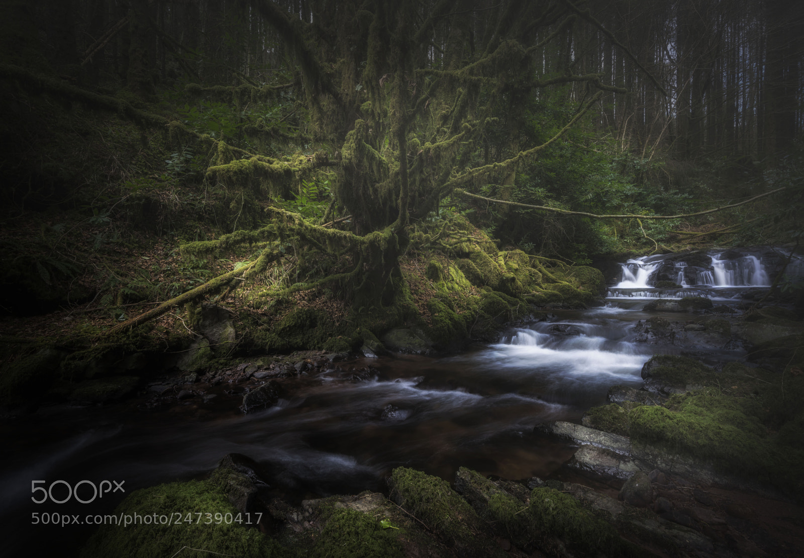 Nikon D610 sample photo. Mossy tree photography