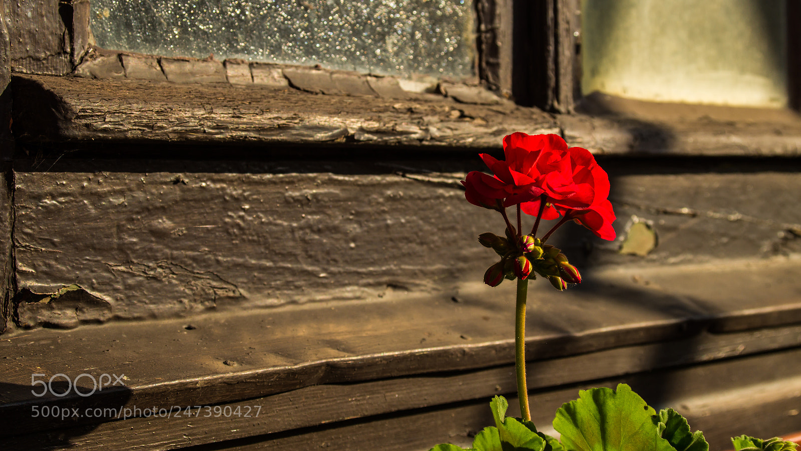 Sony SLT-A58 sample photo. Single flower photography