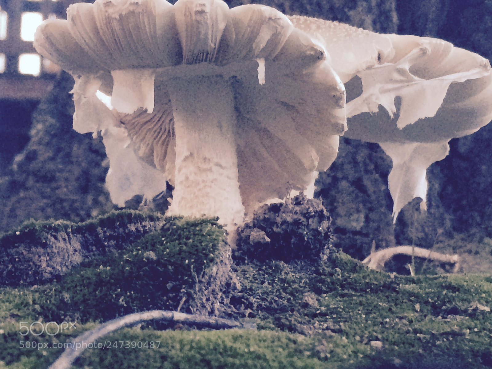 Apple iPhone 5s sample photo. Monumental mushrooms photography