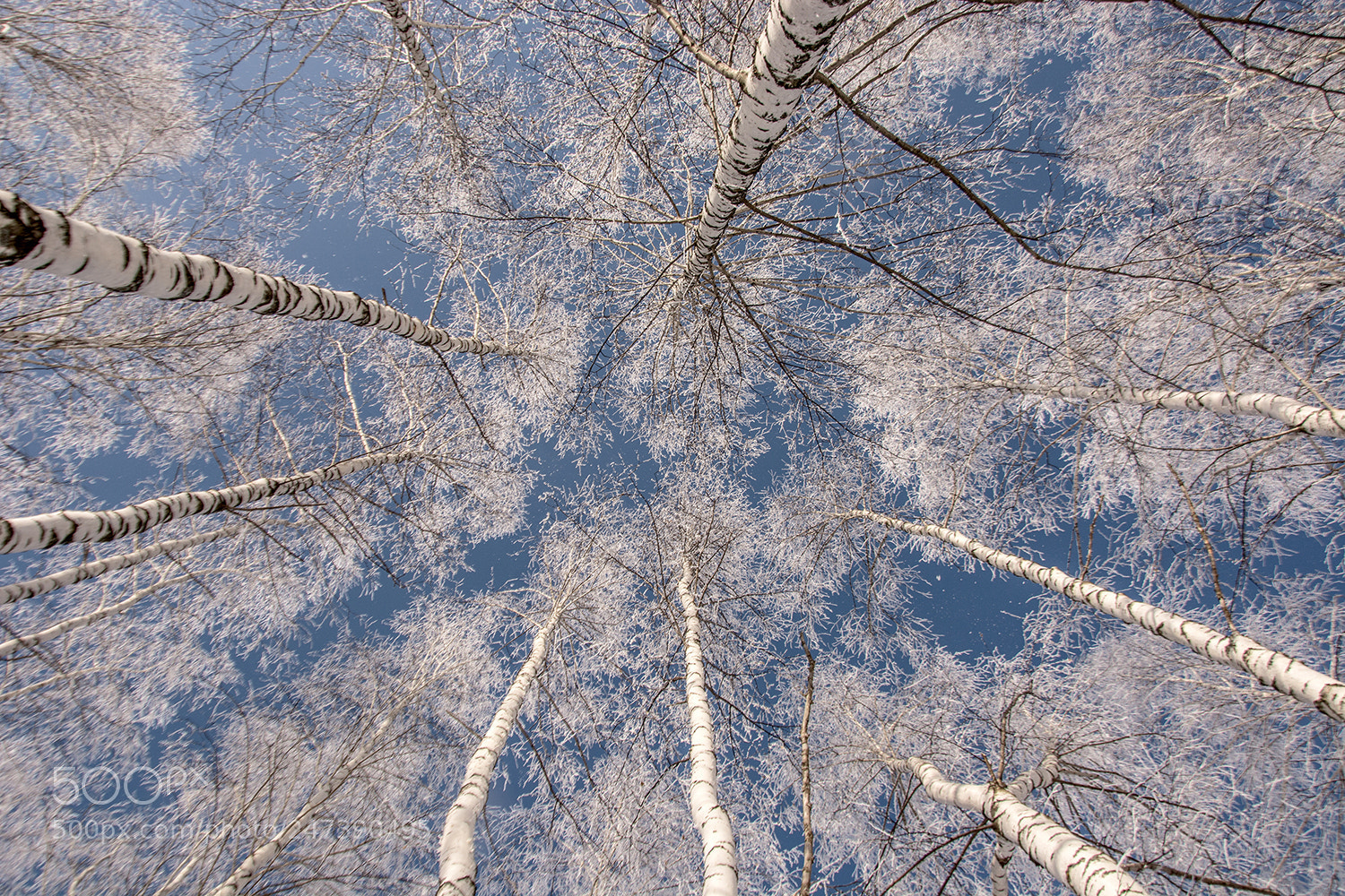 Nikon D7100 sample photo. В круговерти берёзовой... photography