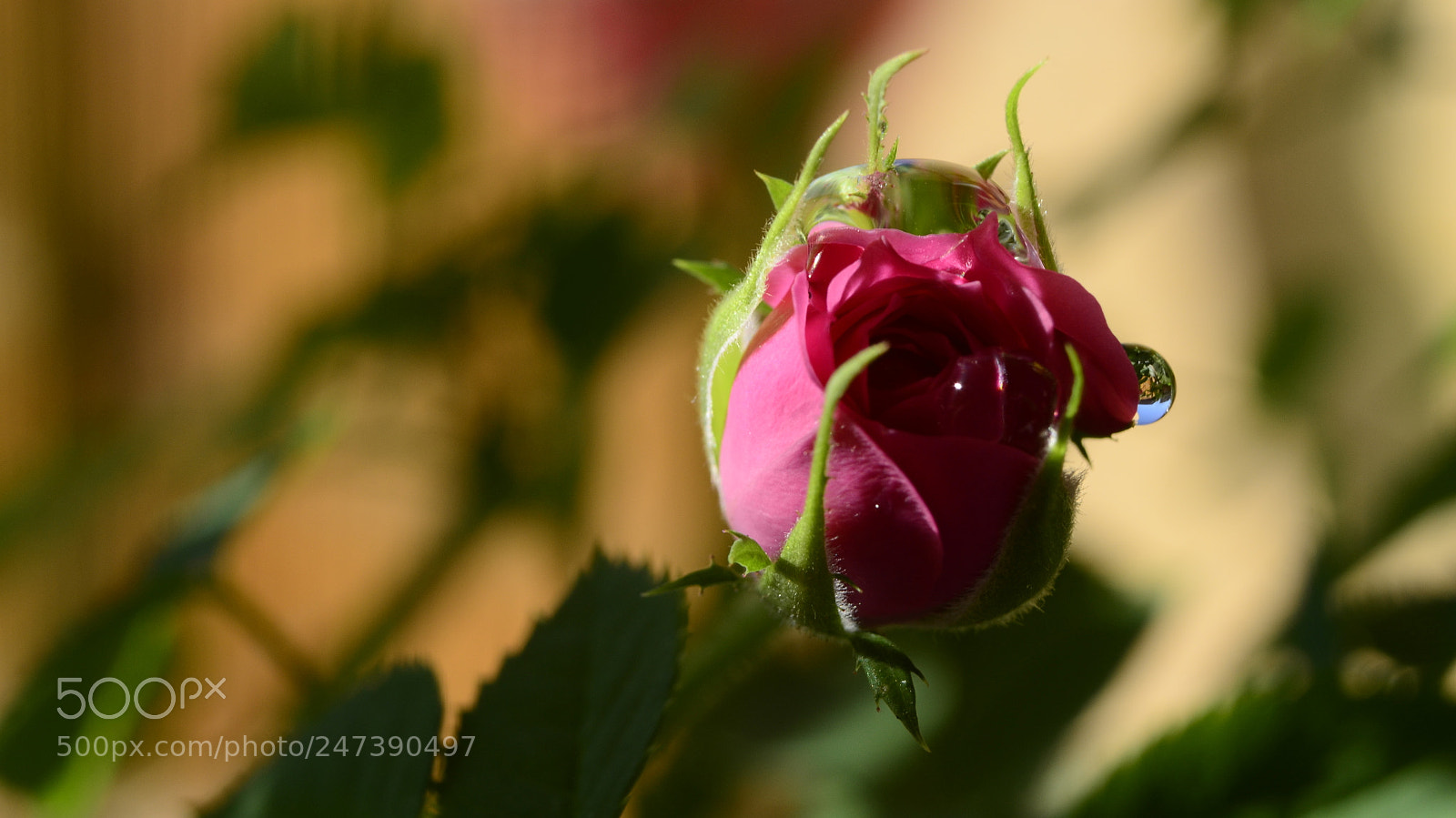 Nikon D5100 sample photo. Little drop photography