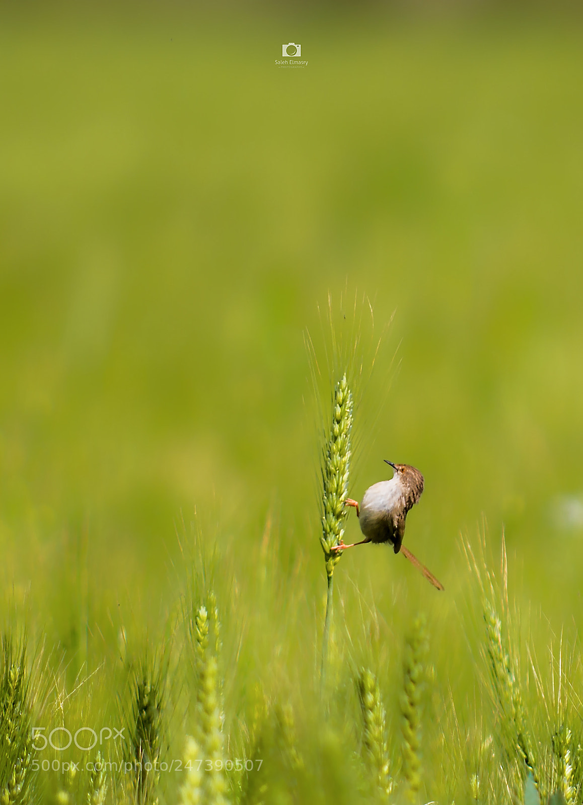 Nikon D800 sample photo. Eating wheat photography