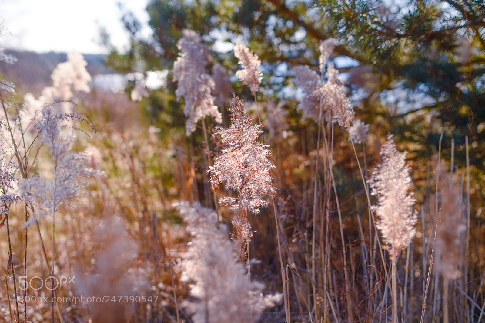 Nikon D800 sample photo. Flower seeds photography