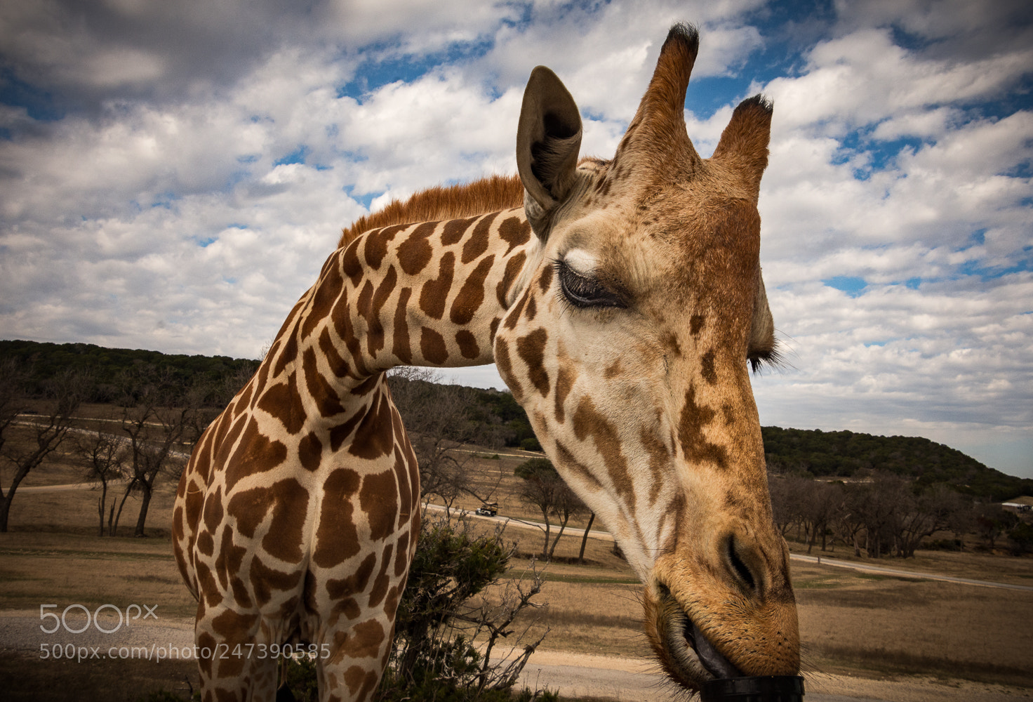 Nikon D7200 sample photo. Happy giraffe photography