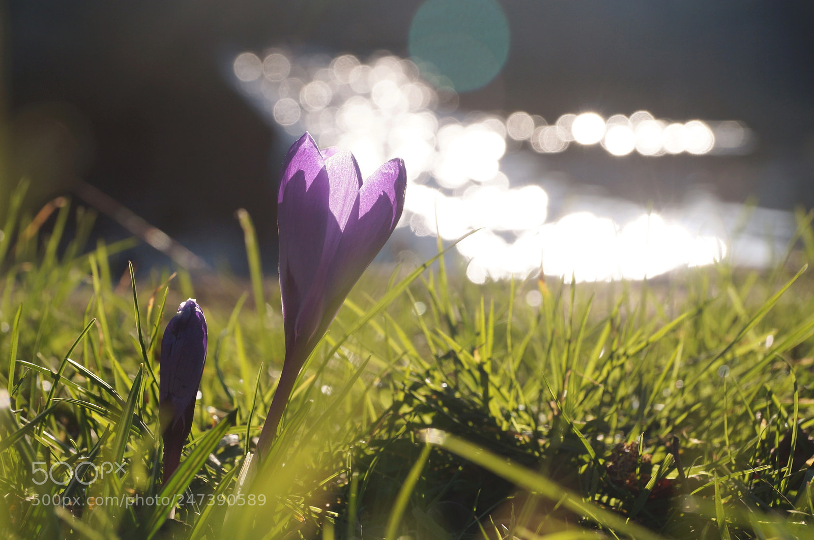 Sony SLT-A37 sample photo. L'annonce du printemps photography