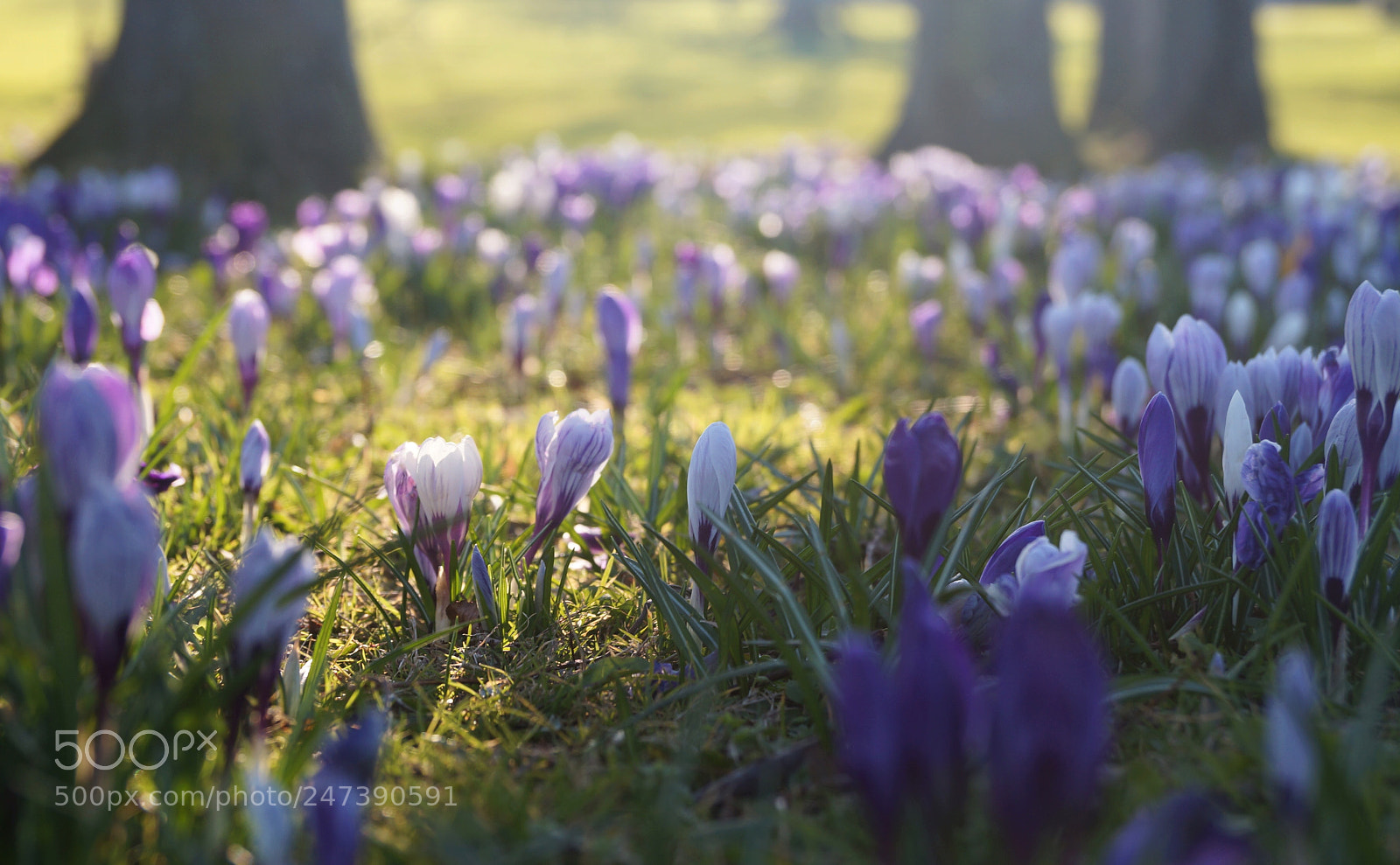 Sony SLT-A37 sample photo. L'annonce du printemps (2) photography