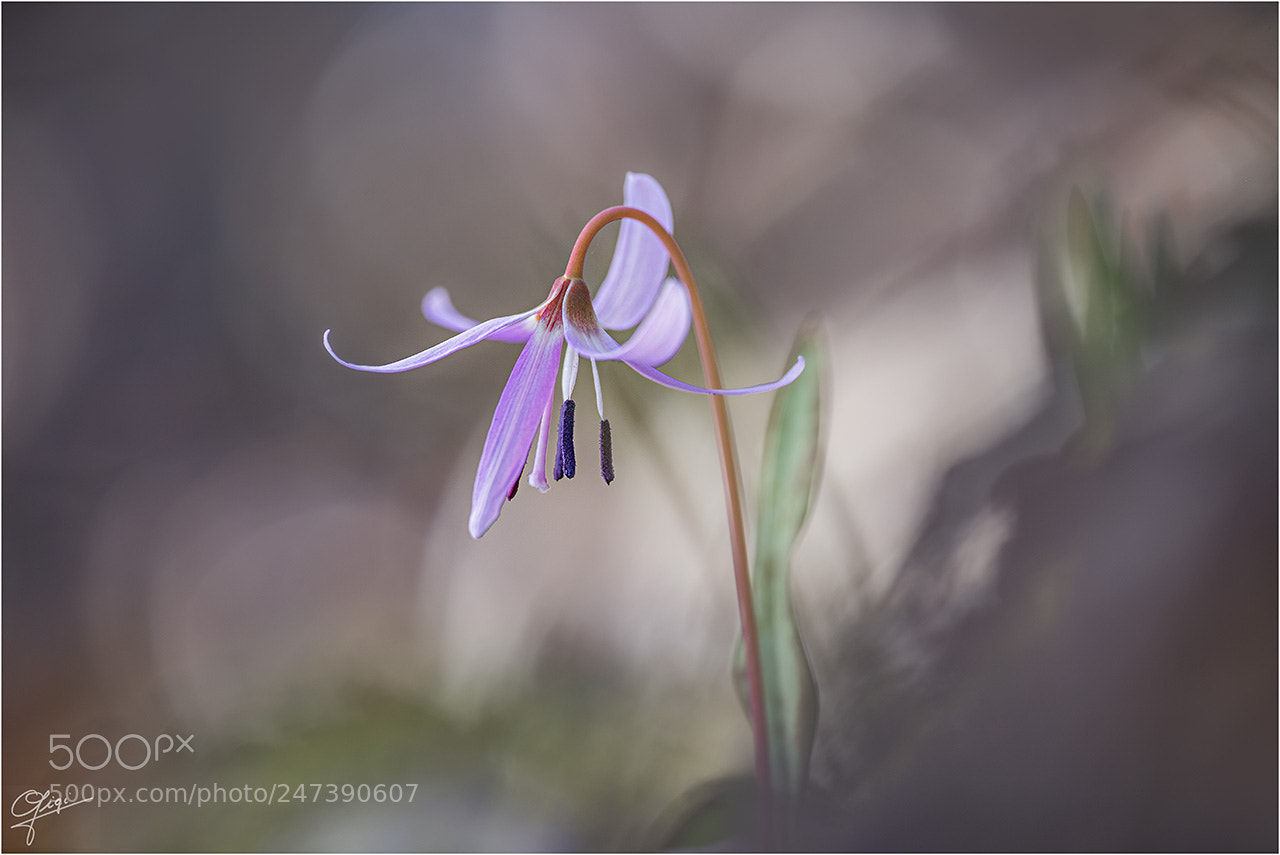 Nikon D610 sample photo. Erithronium dens canis photography