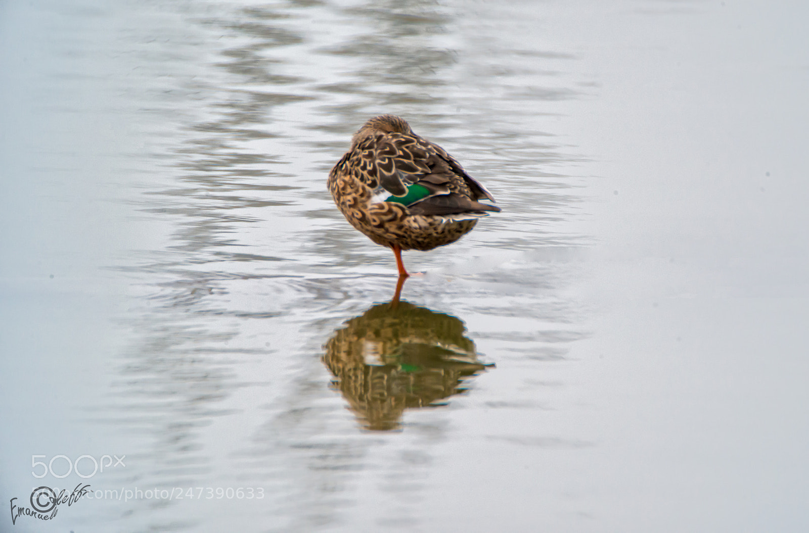 Nikon D800 sample photo. Anatra che dorme photography